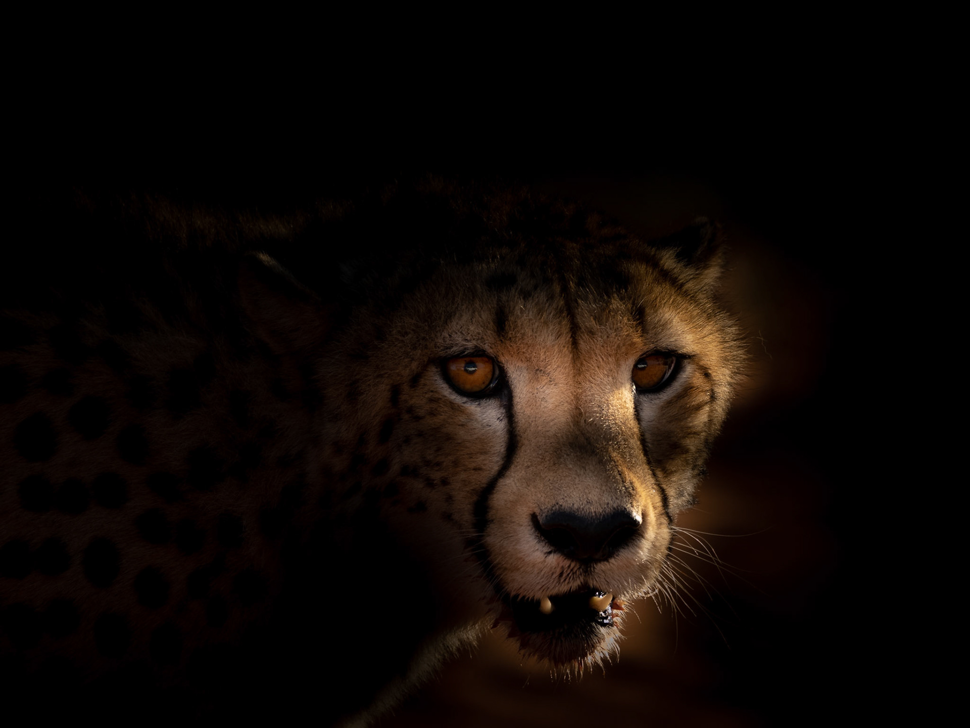 Cheetah