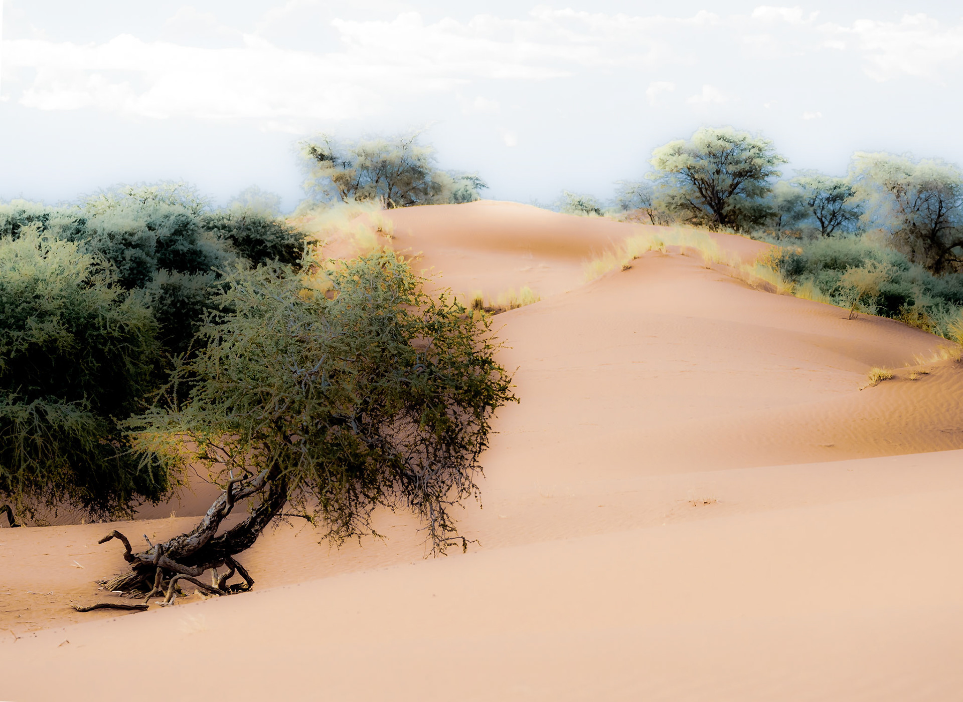 Tree on dunes