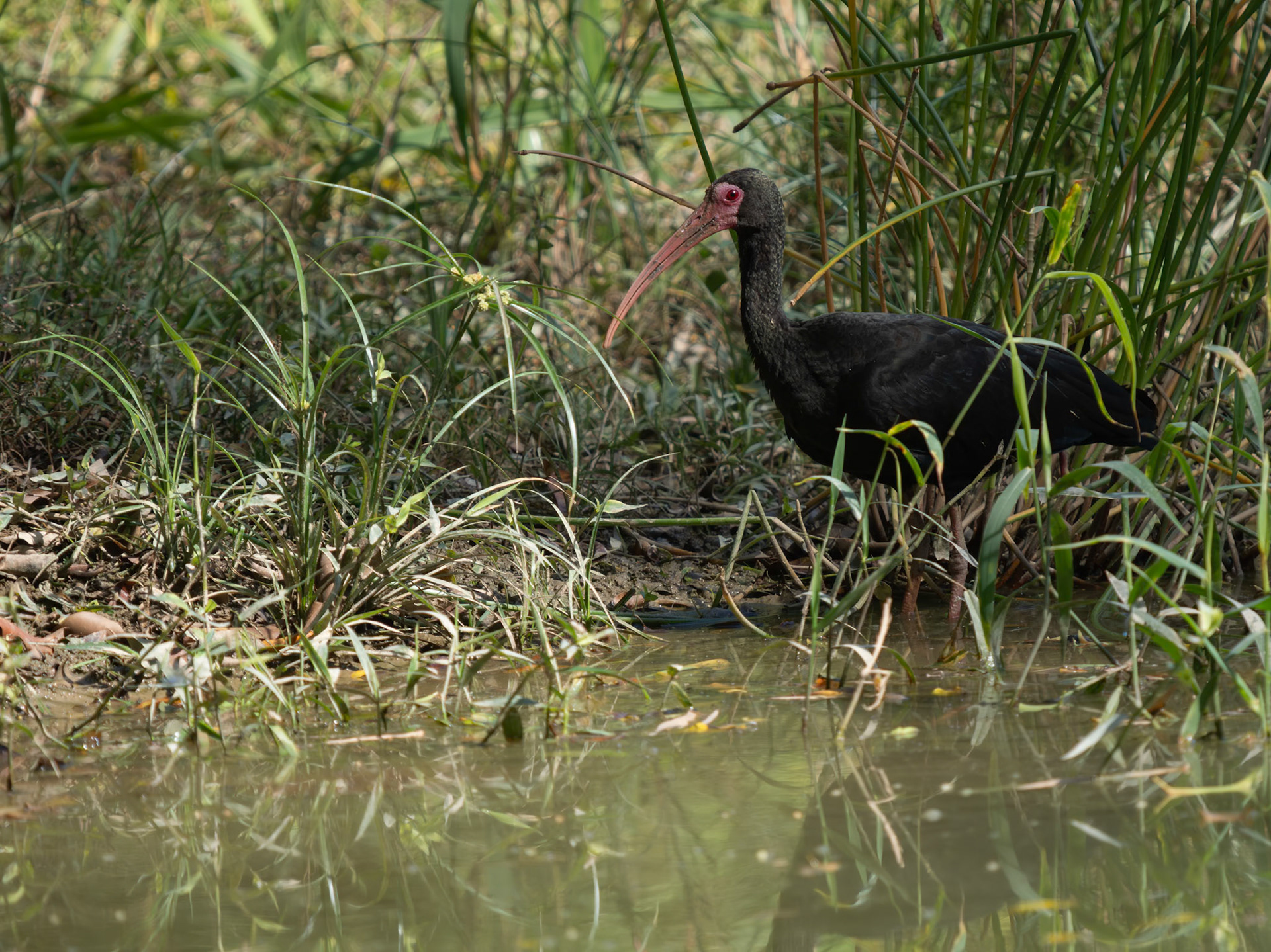 Black Ibis
