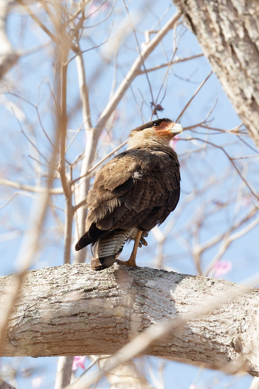 Southern Crested Caracara