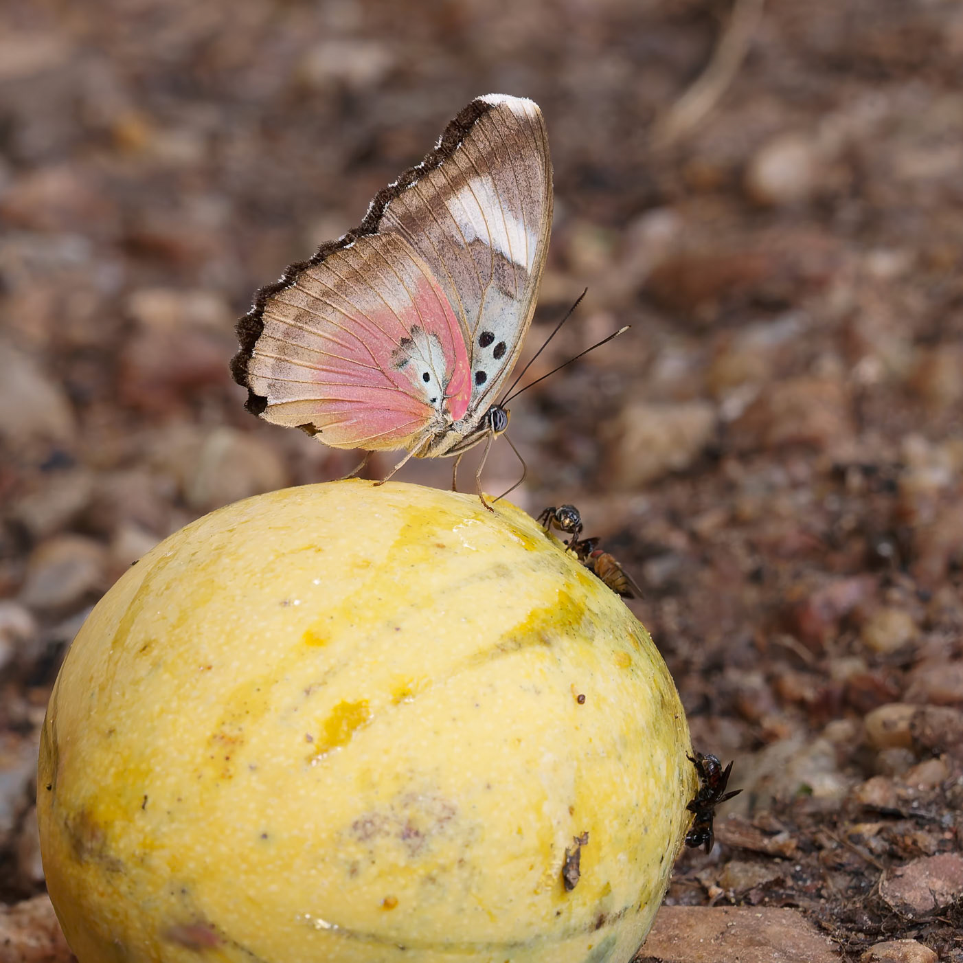 Common Pink Forester, Euphaedra xylene, Nymphalidae family