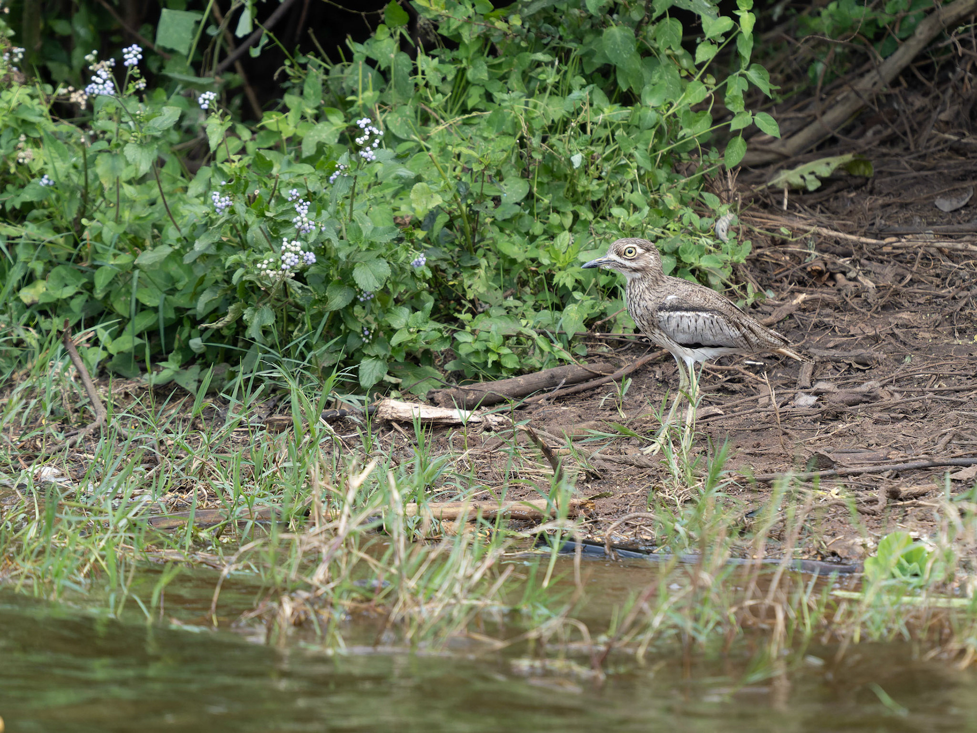 Water Thick-knee