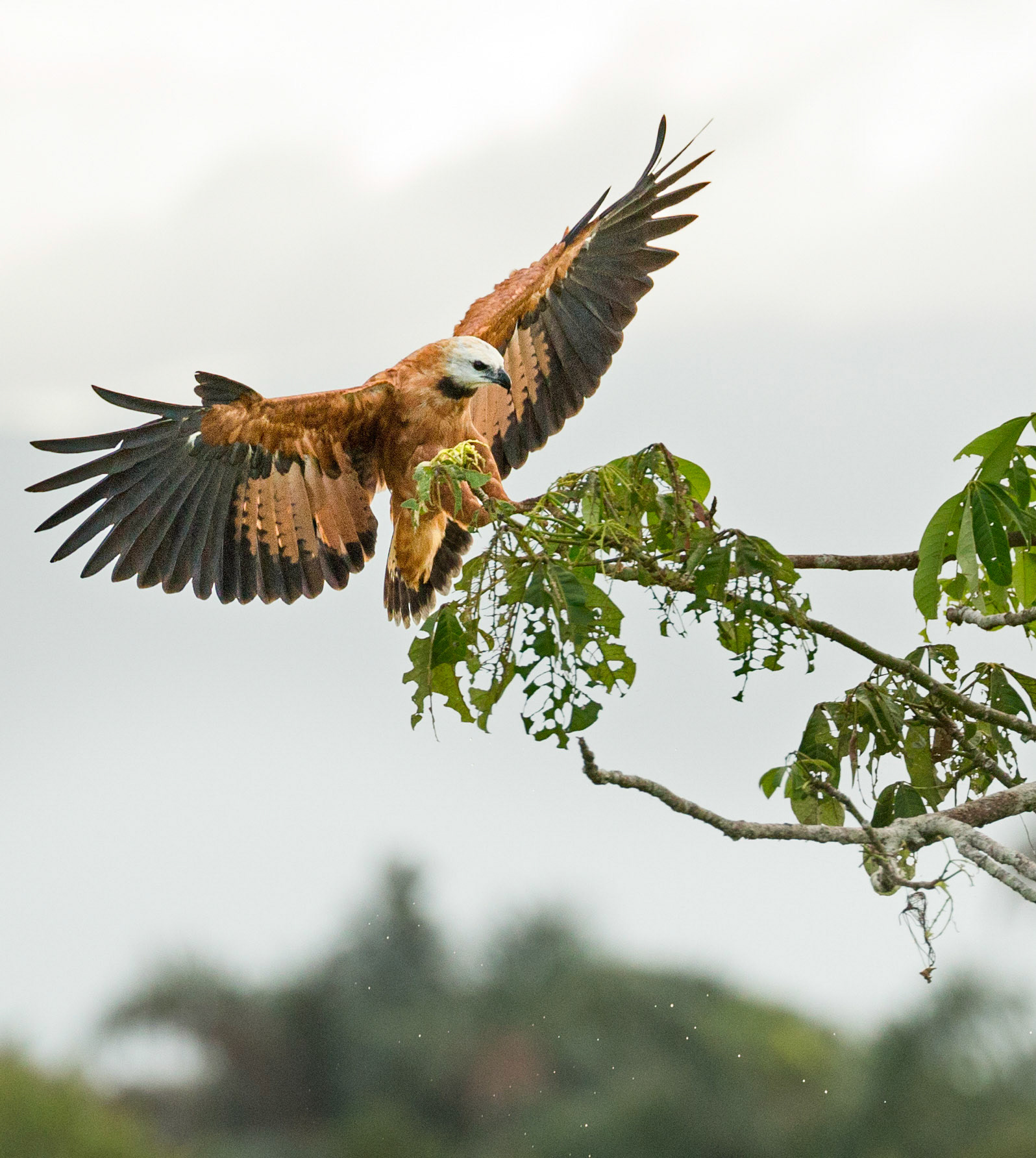 Black-collared Hawk