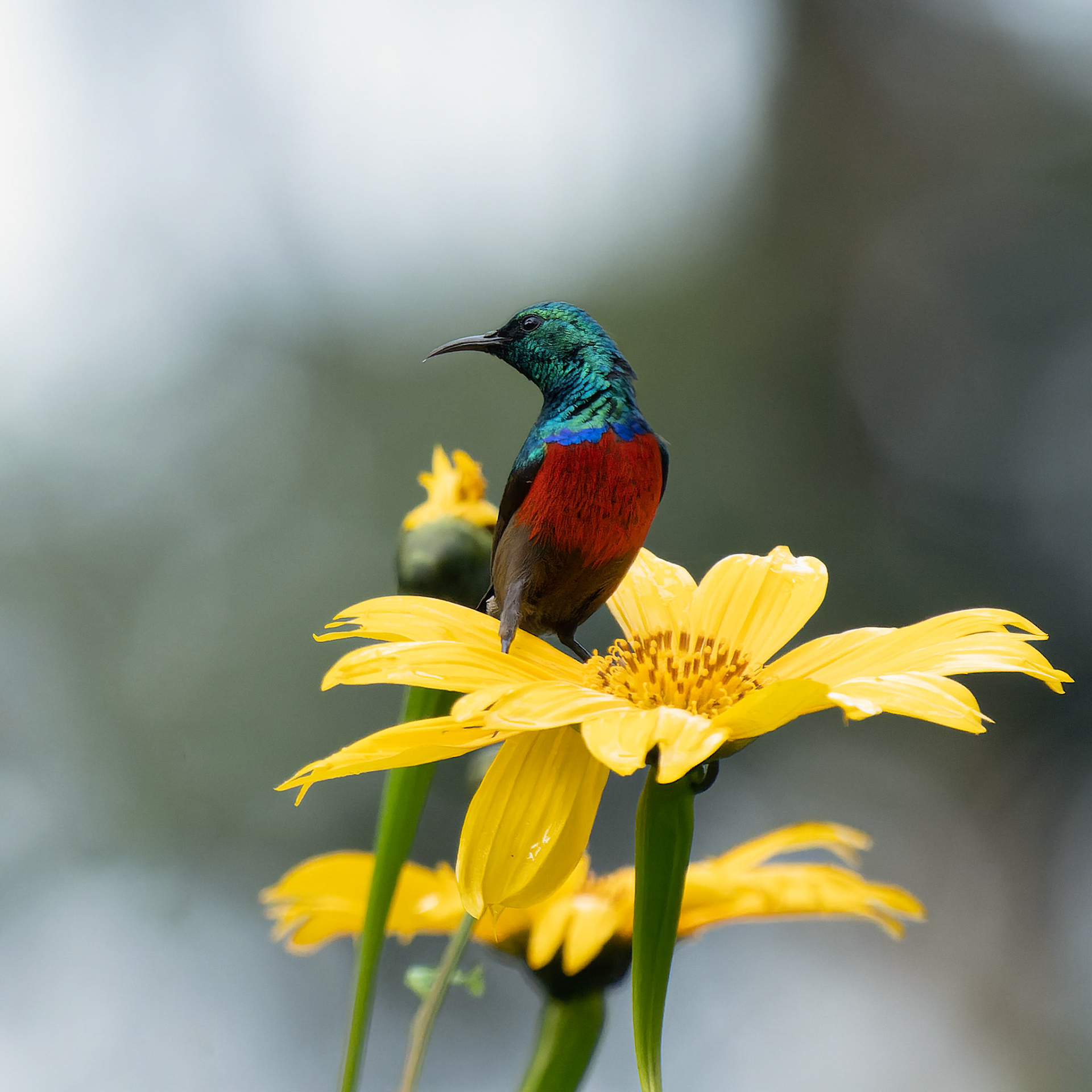 Northern Double-collared Sunbird
