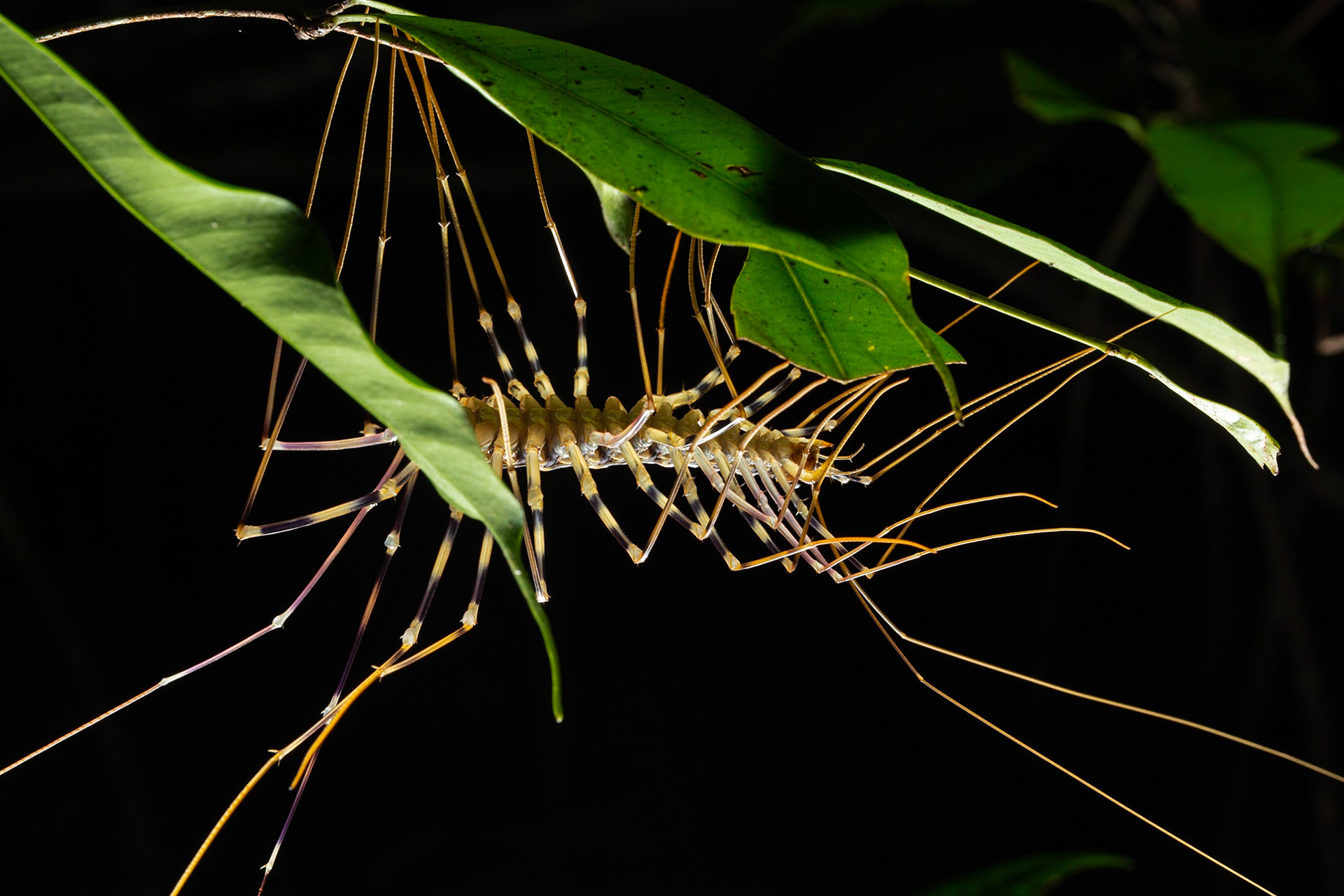 Cave centipede (Thereuopoda longicorns)
