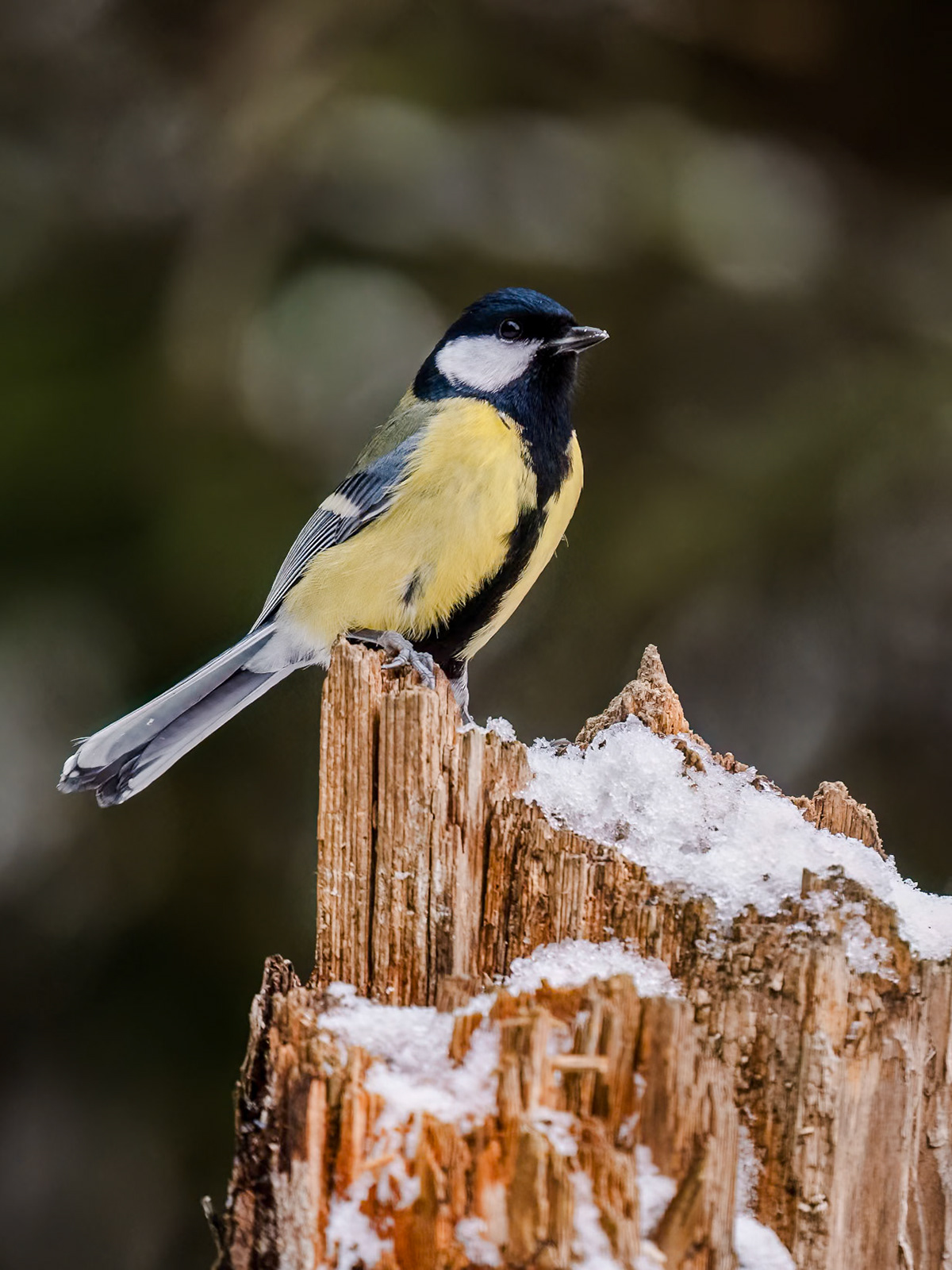Great Tit