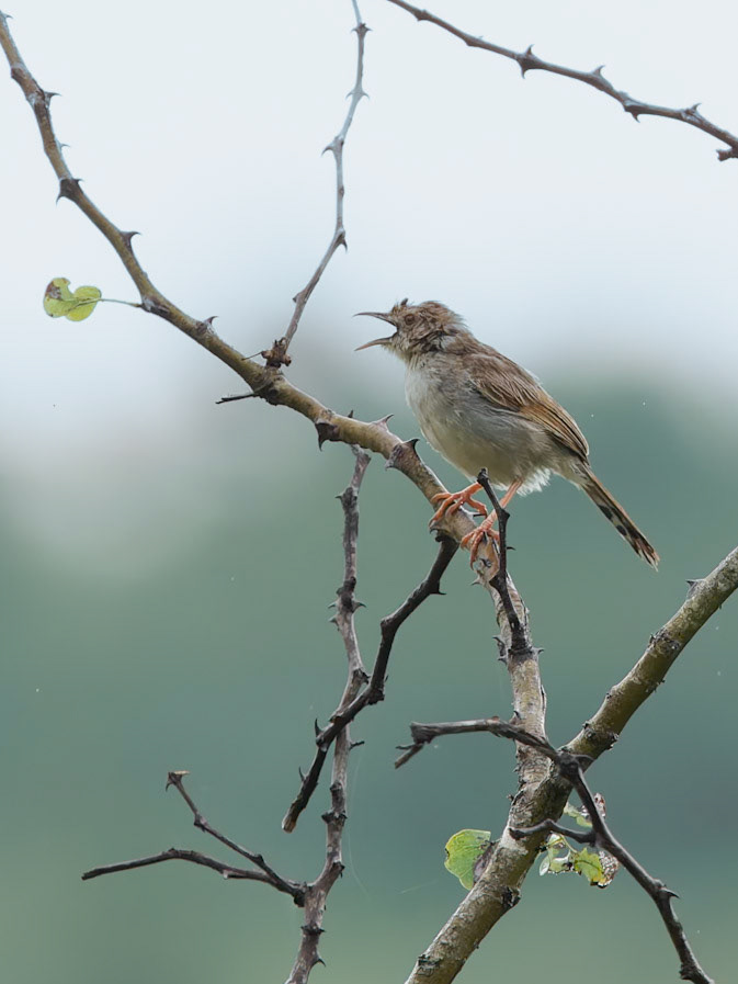 Rattling Cisticola