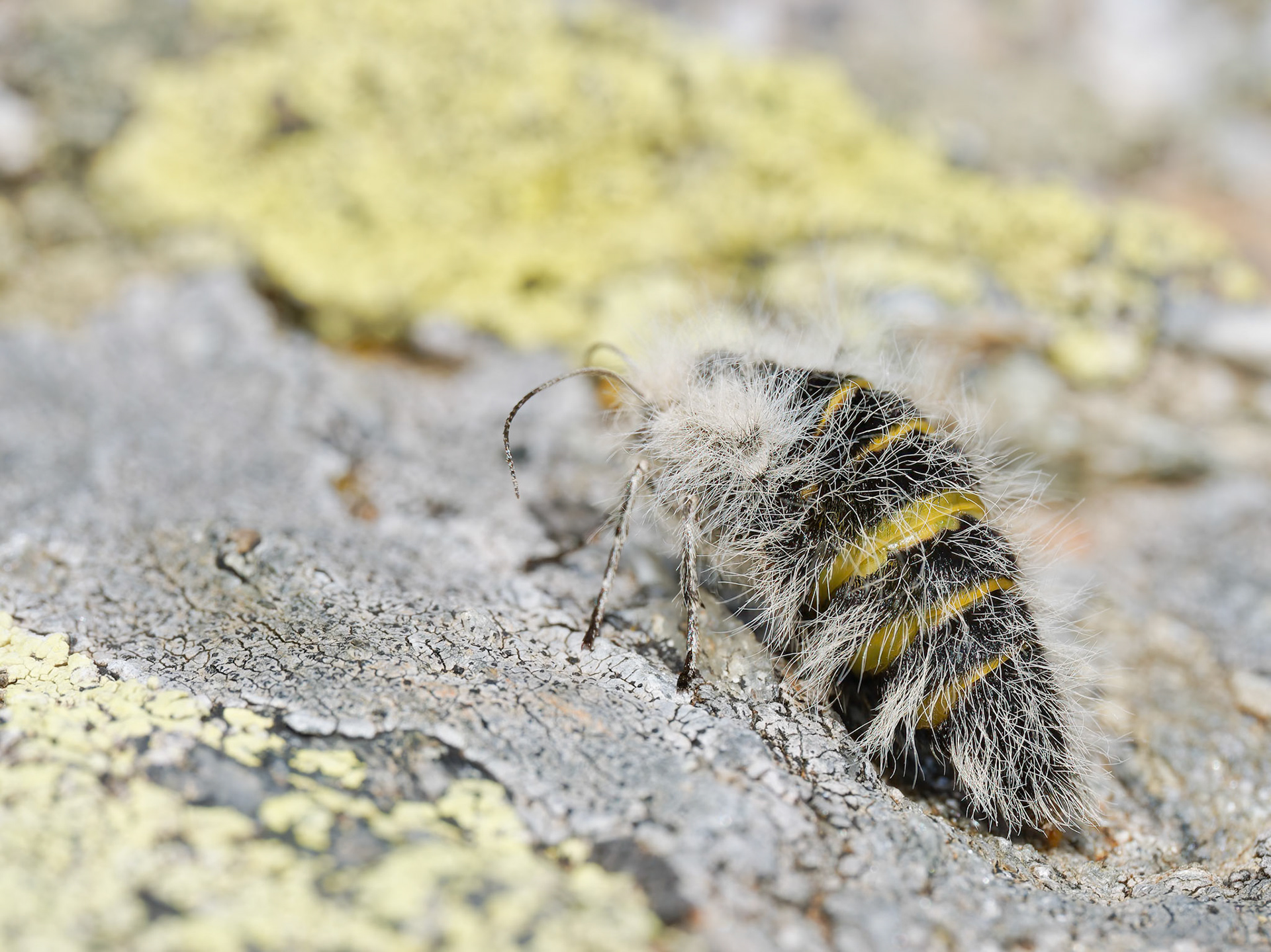 Lycia Alpina Moth - Flightless Moth