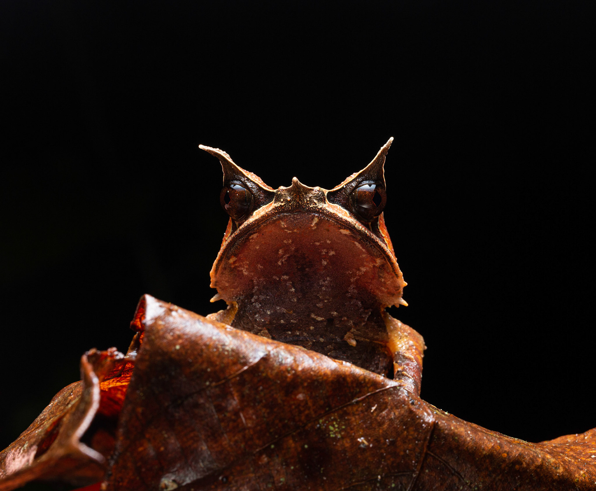 Bornean Horned Frog