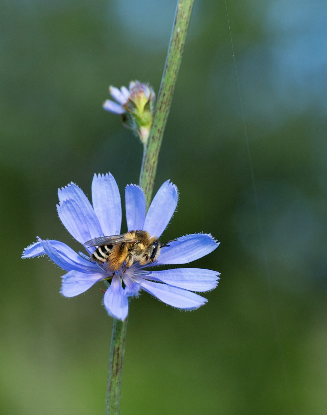 Sleeping Bee