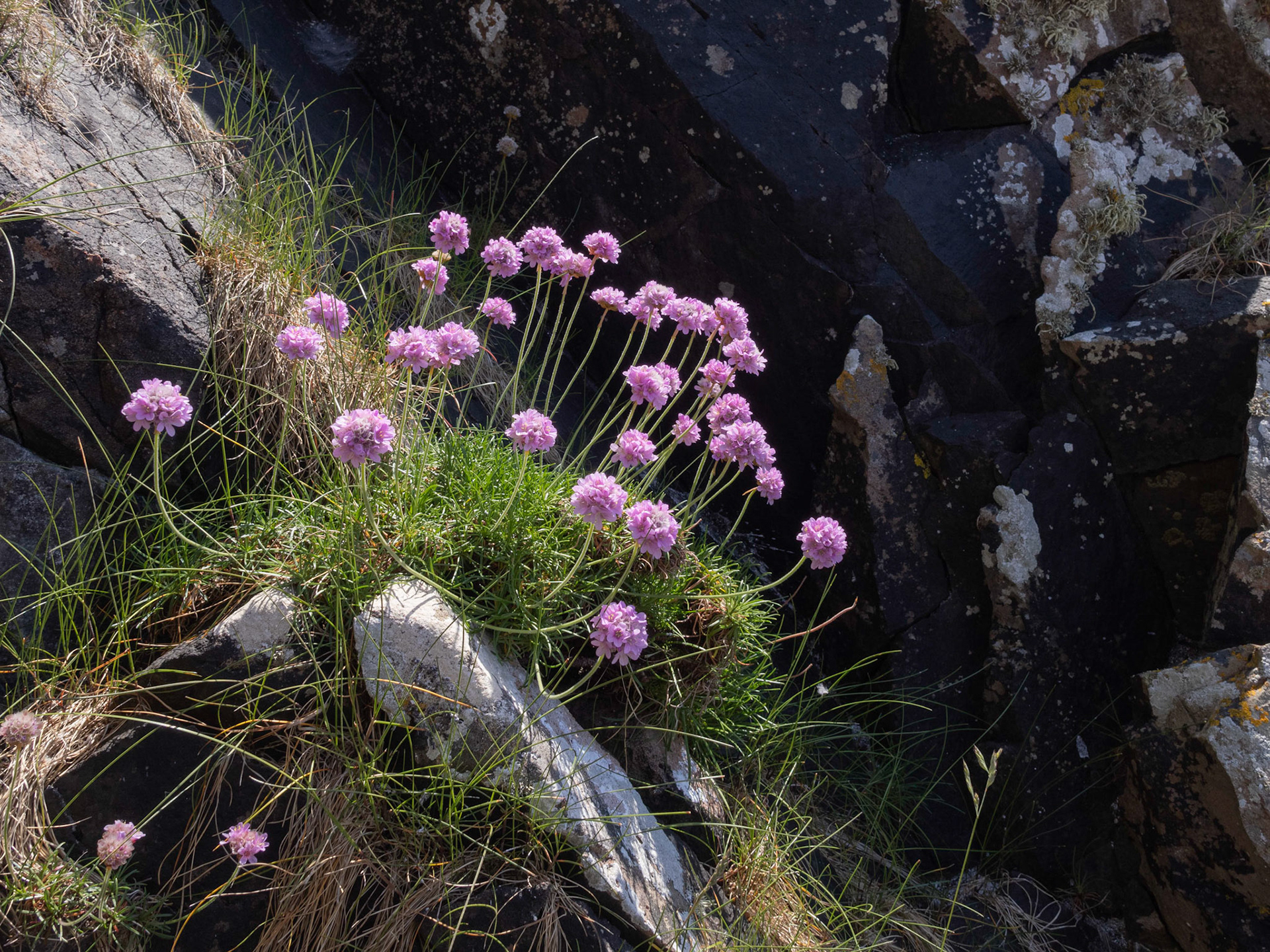 Thrift aka Sea Pink - Armeria maritima