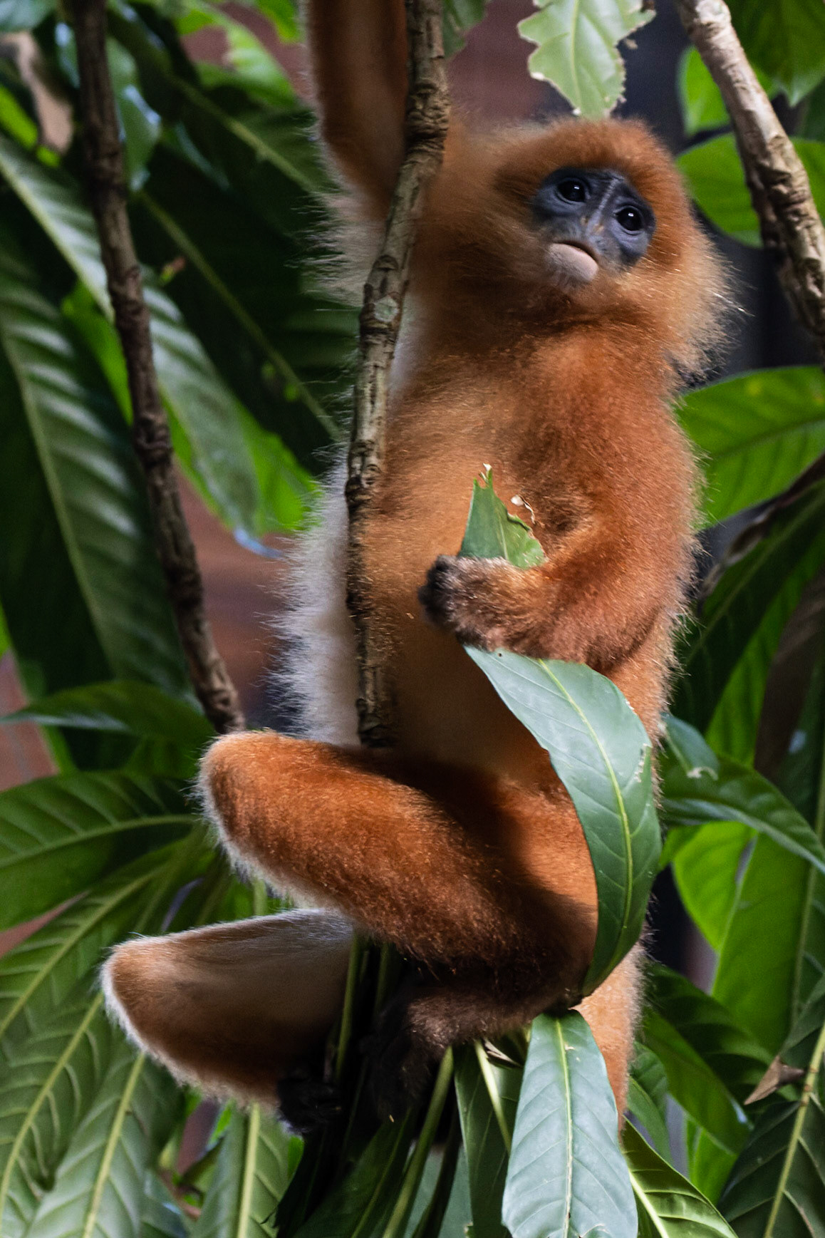 Maroon Langur (Presbytis rubicunda)