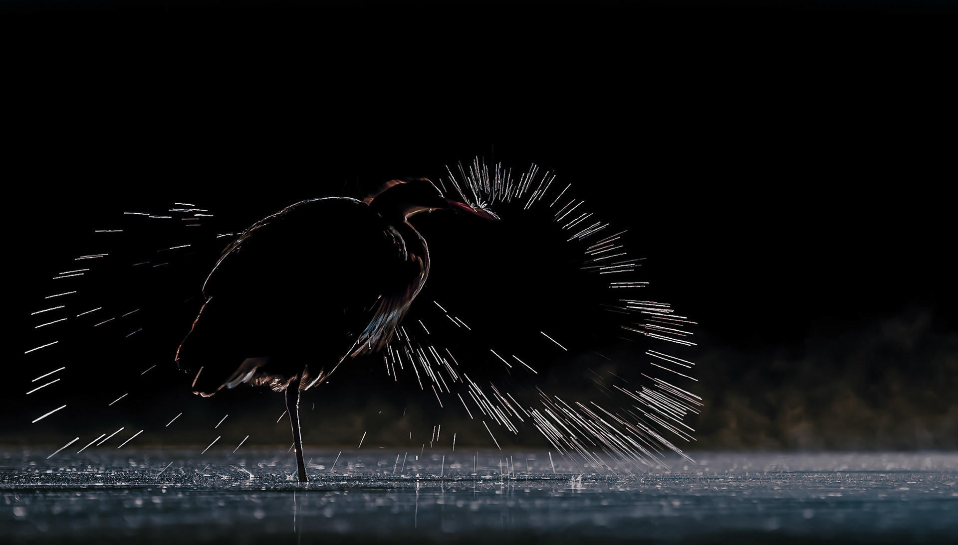 Grey Heron shake at night