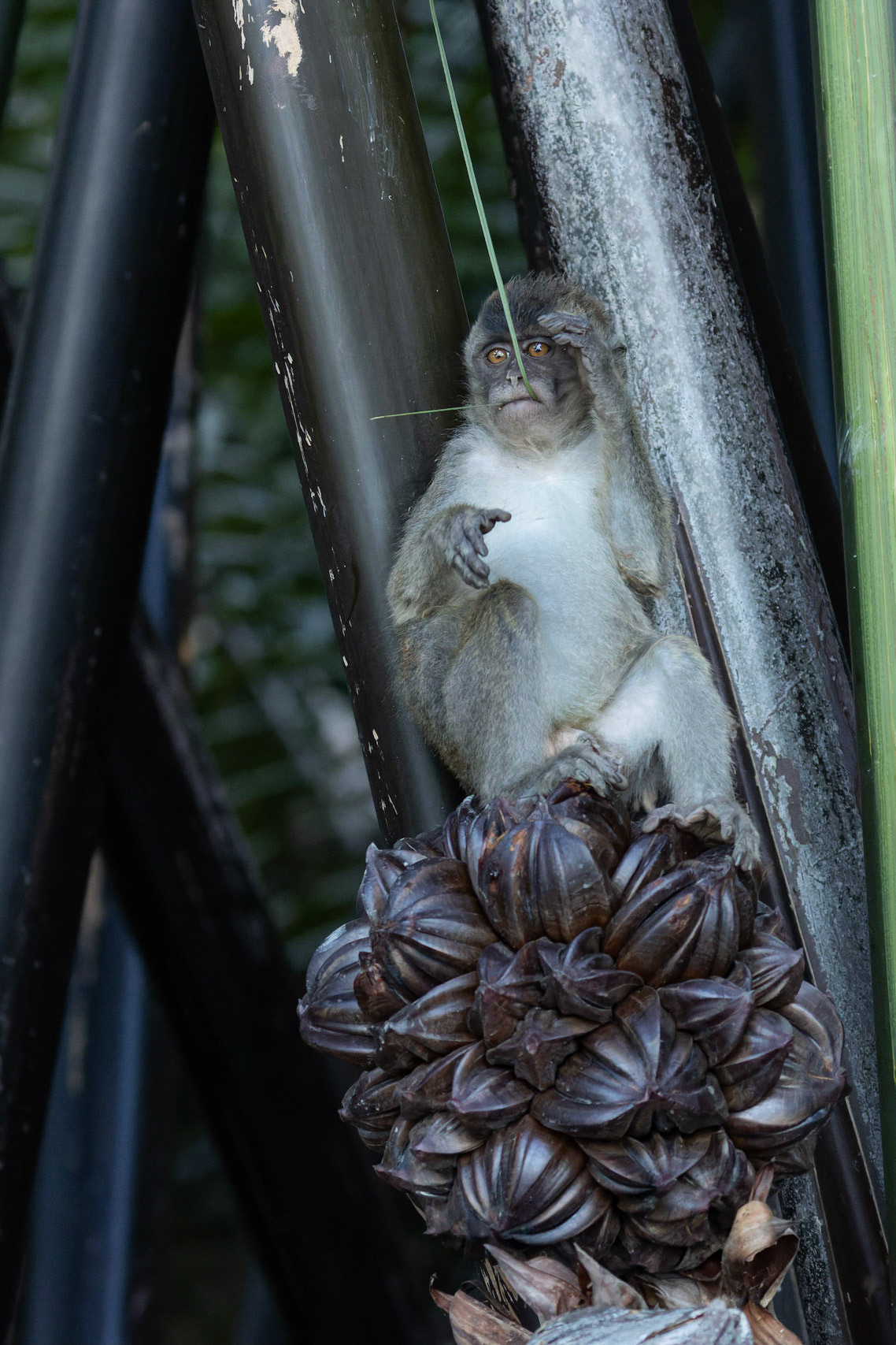 Juvenile Long Tailed Macaque