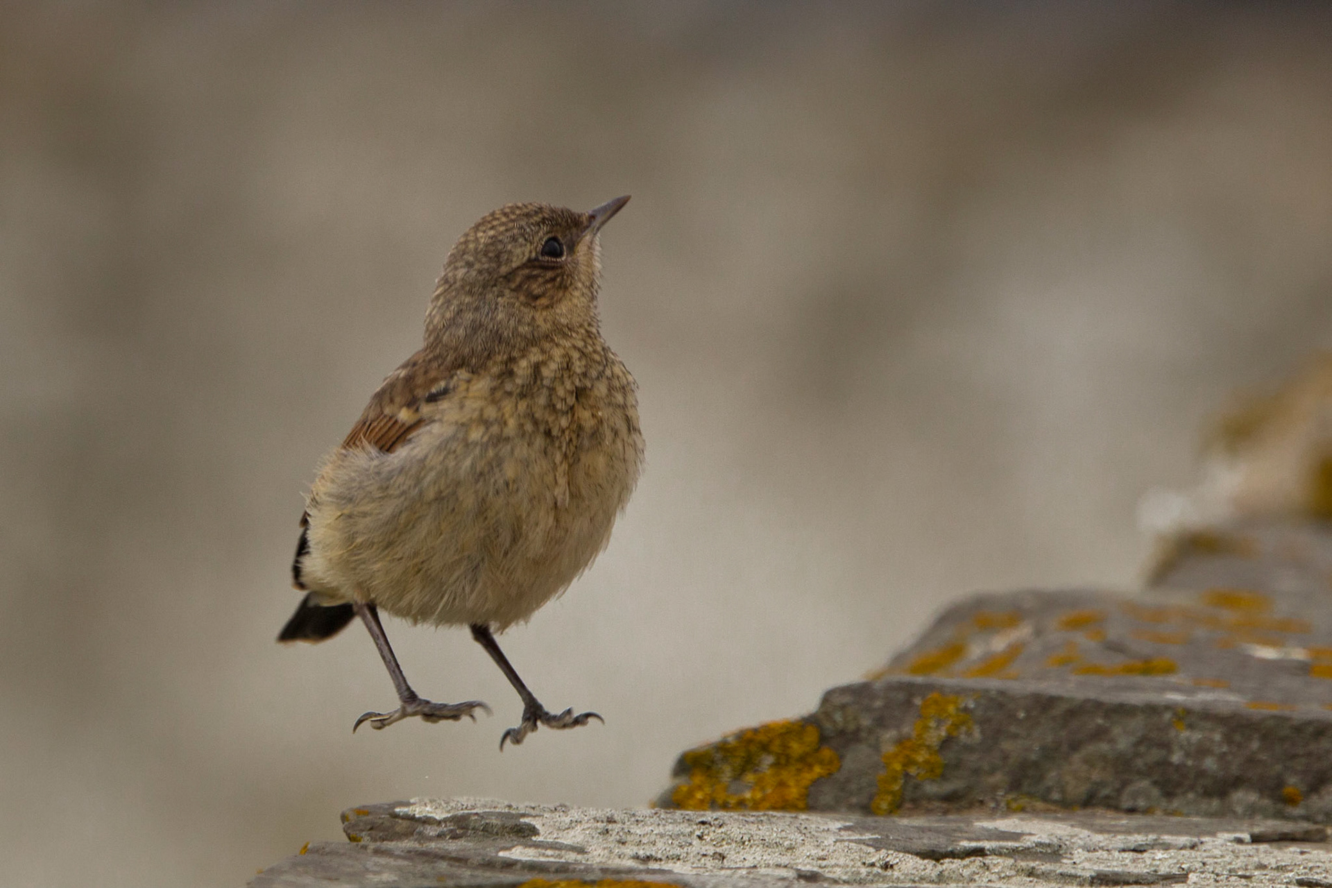 Twite  (Linaria flavirostris) about to land