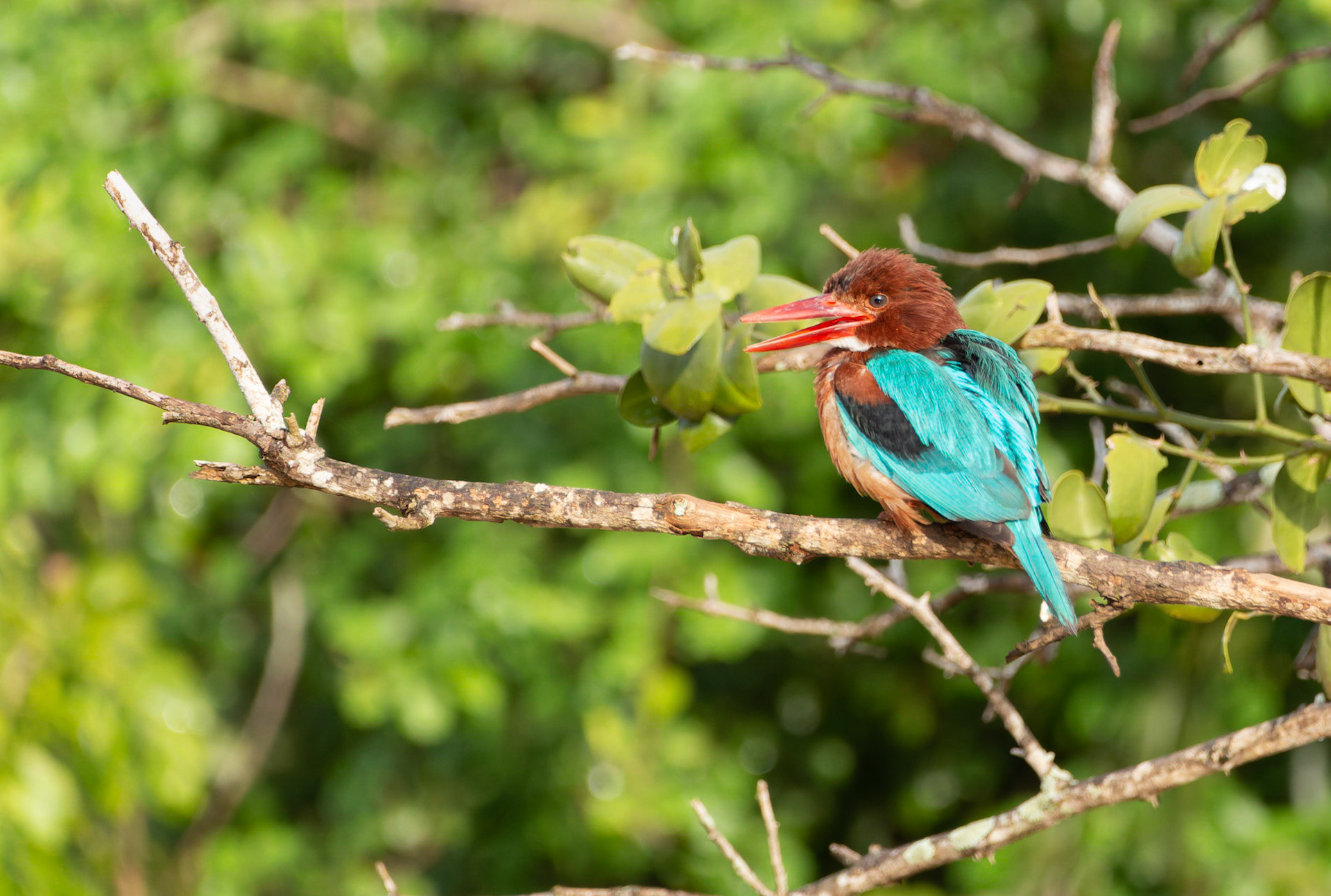White Throated Kingfisher