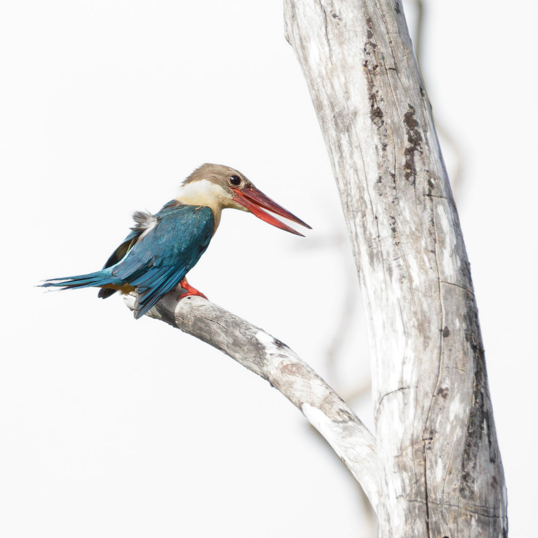 Stork-billed Kingfisher