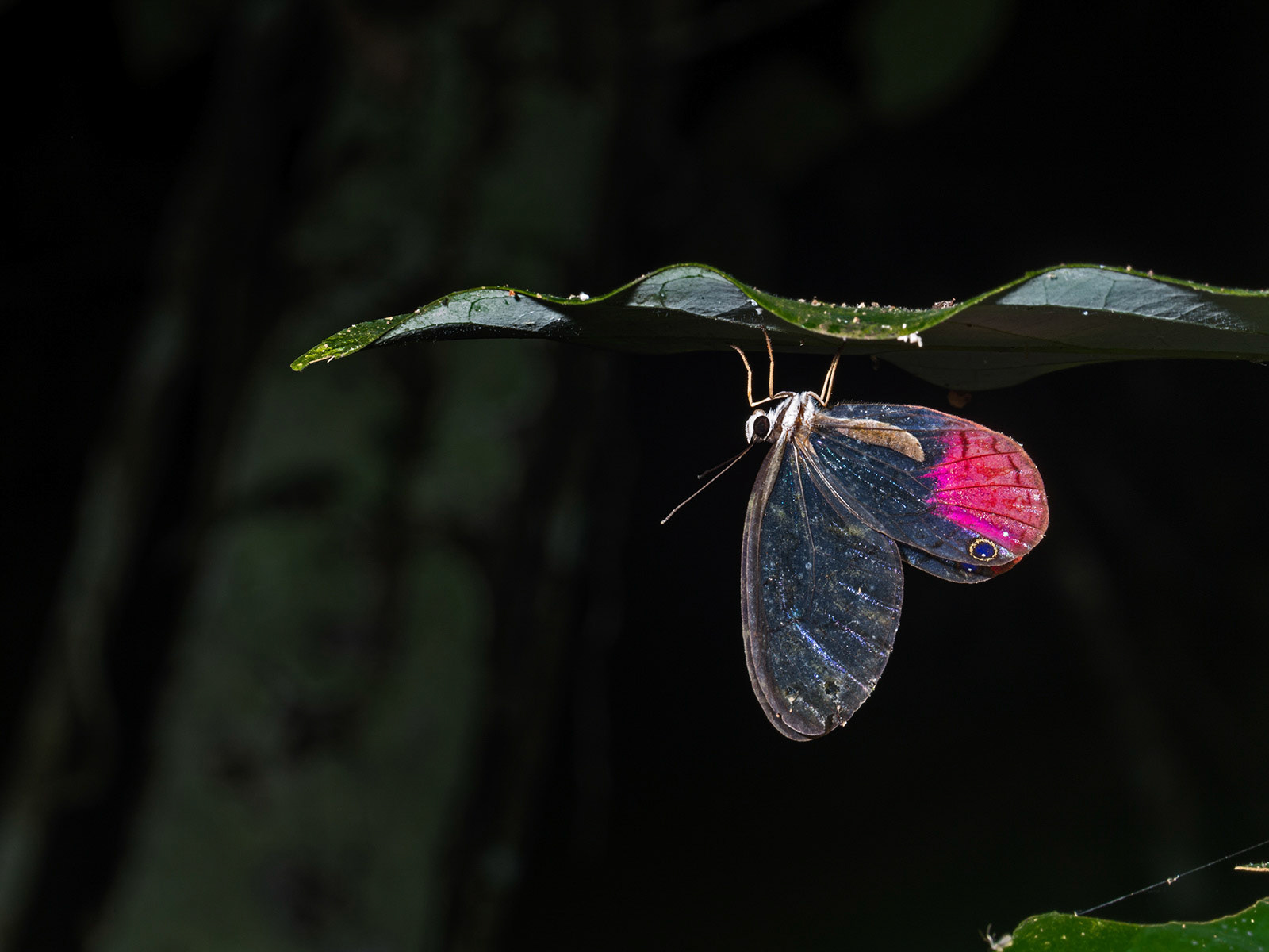 Pink Tipped Satyr (Cithaerias piketa)