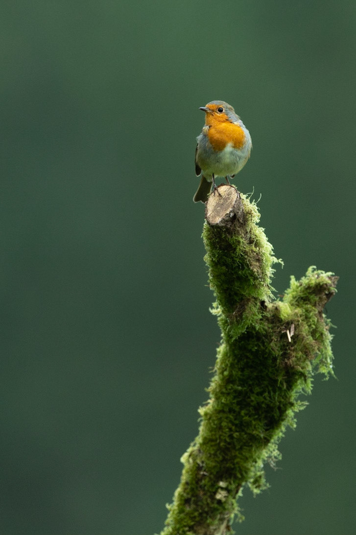 European robin (Erithacus rubecula)