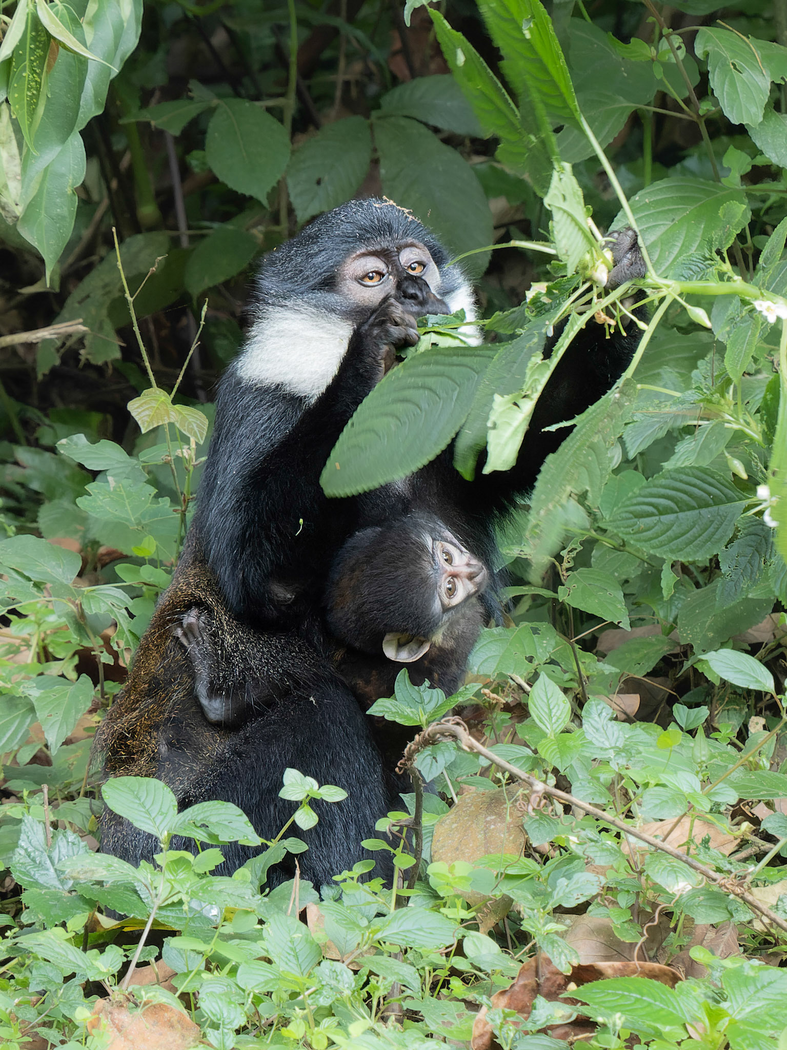 L'Hoest's Monkey with young