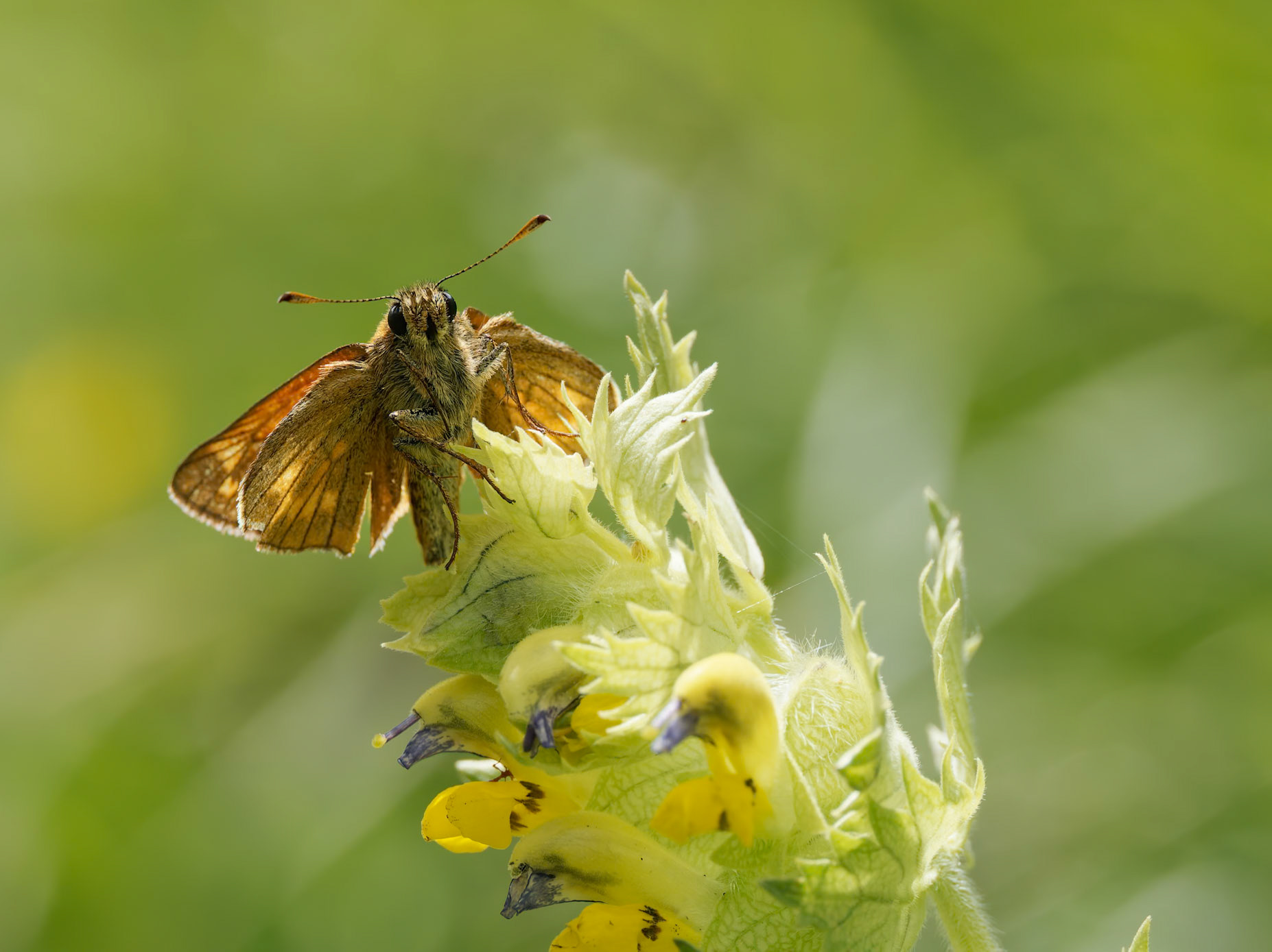 Butterfly on Yellow Rattle