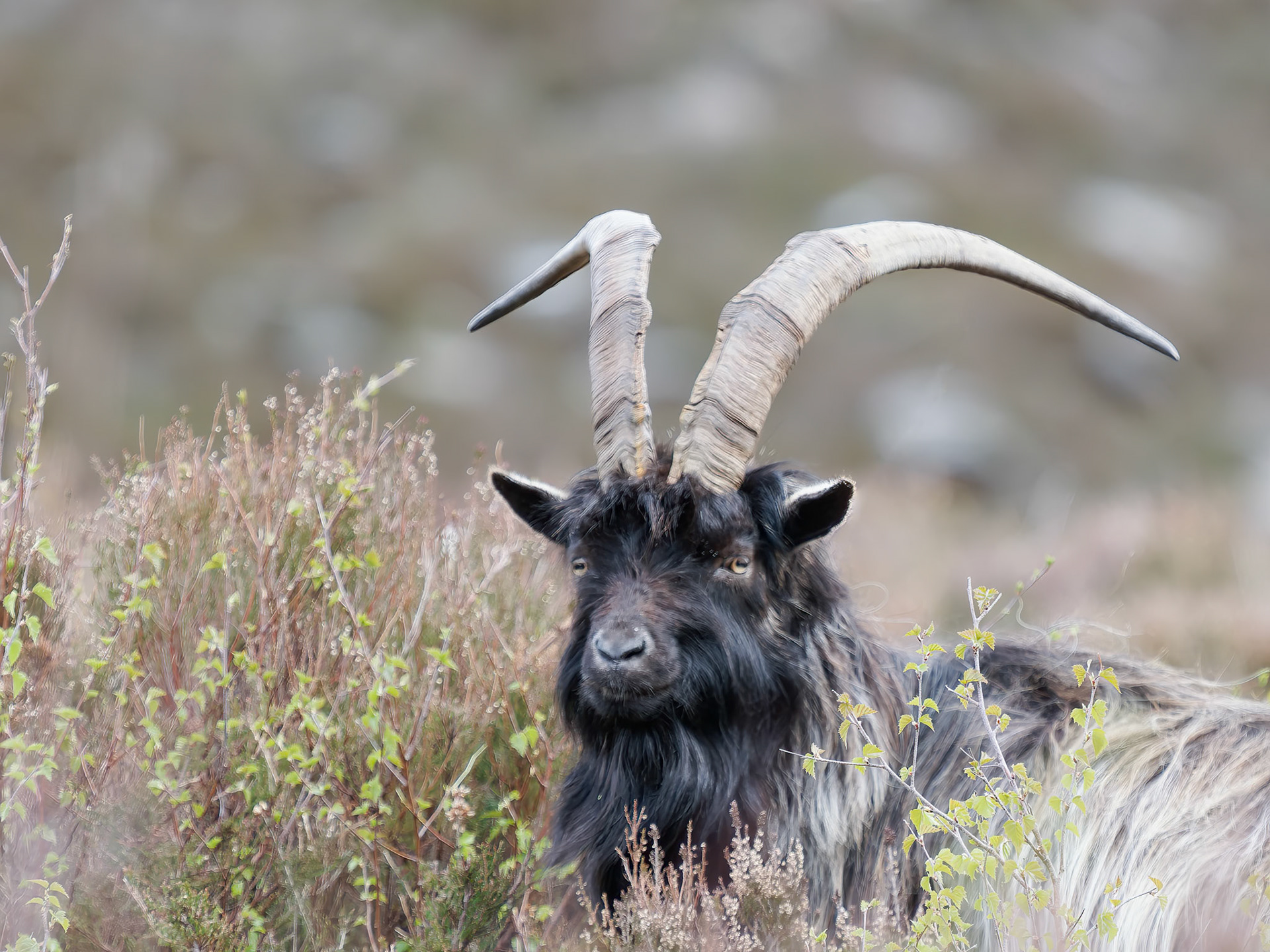 Feral Goat