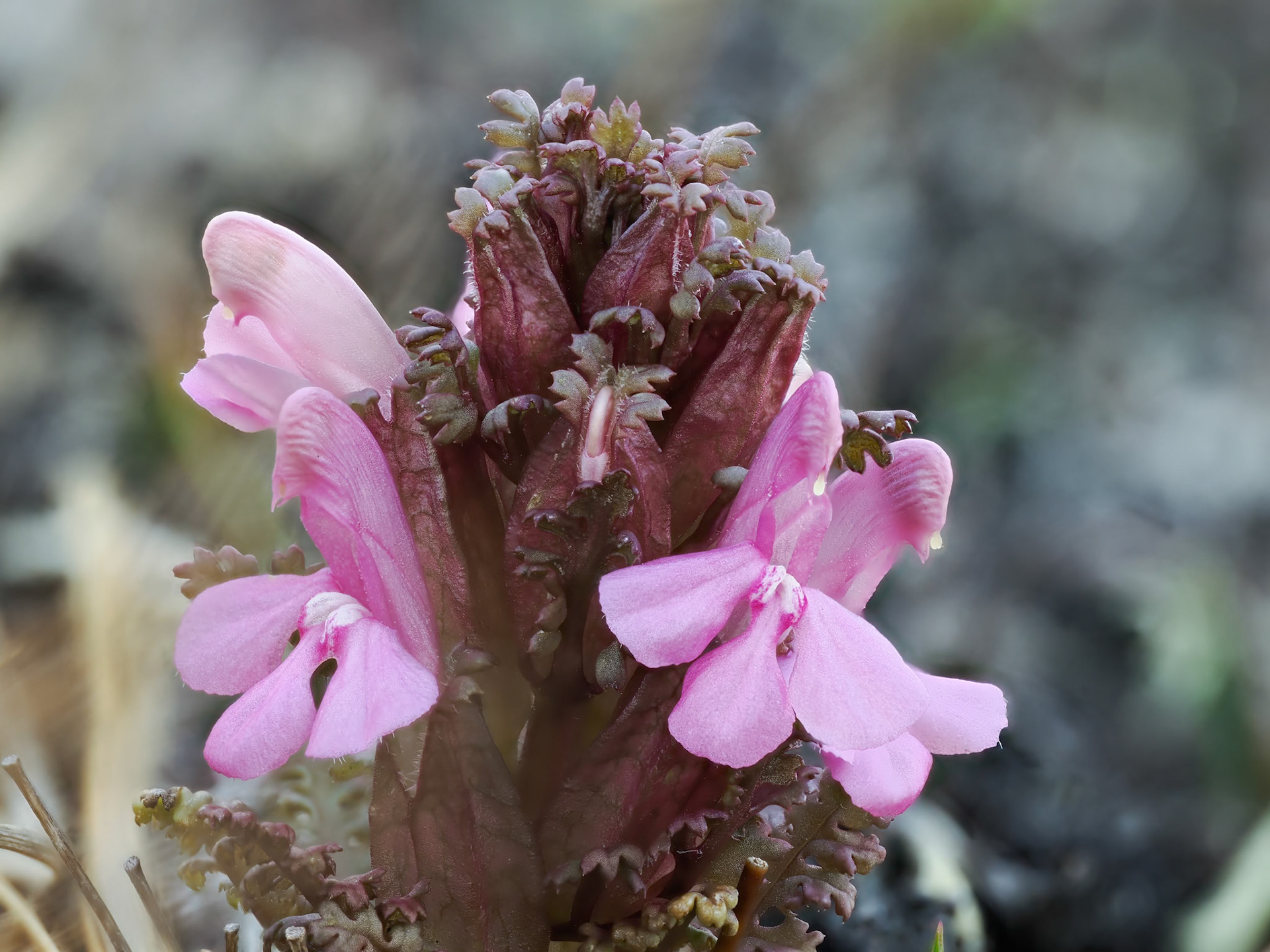 Lousewort