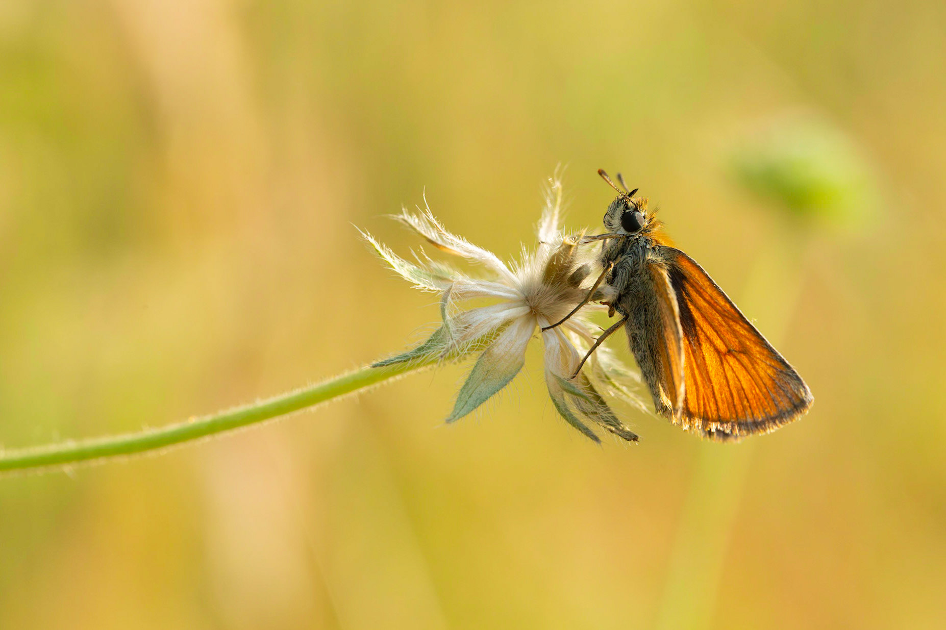 Small Skipper
