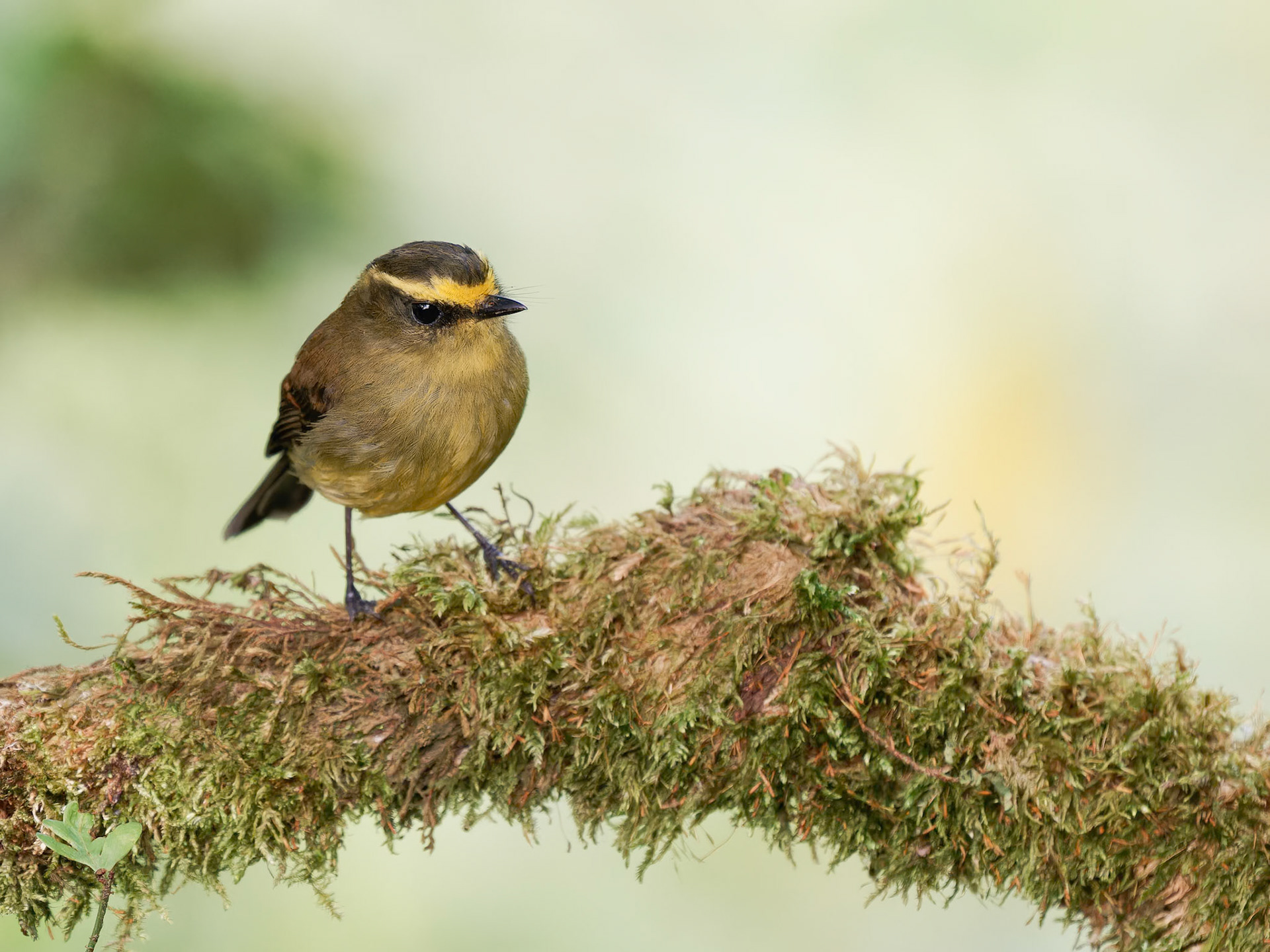 Yellow -bellied Chat Tyrant