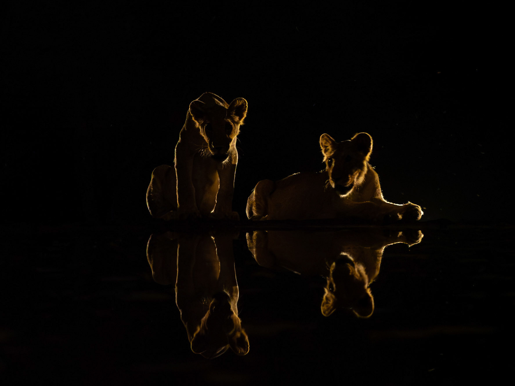Backlit lion cubs