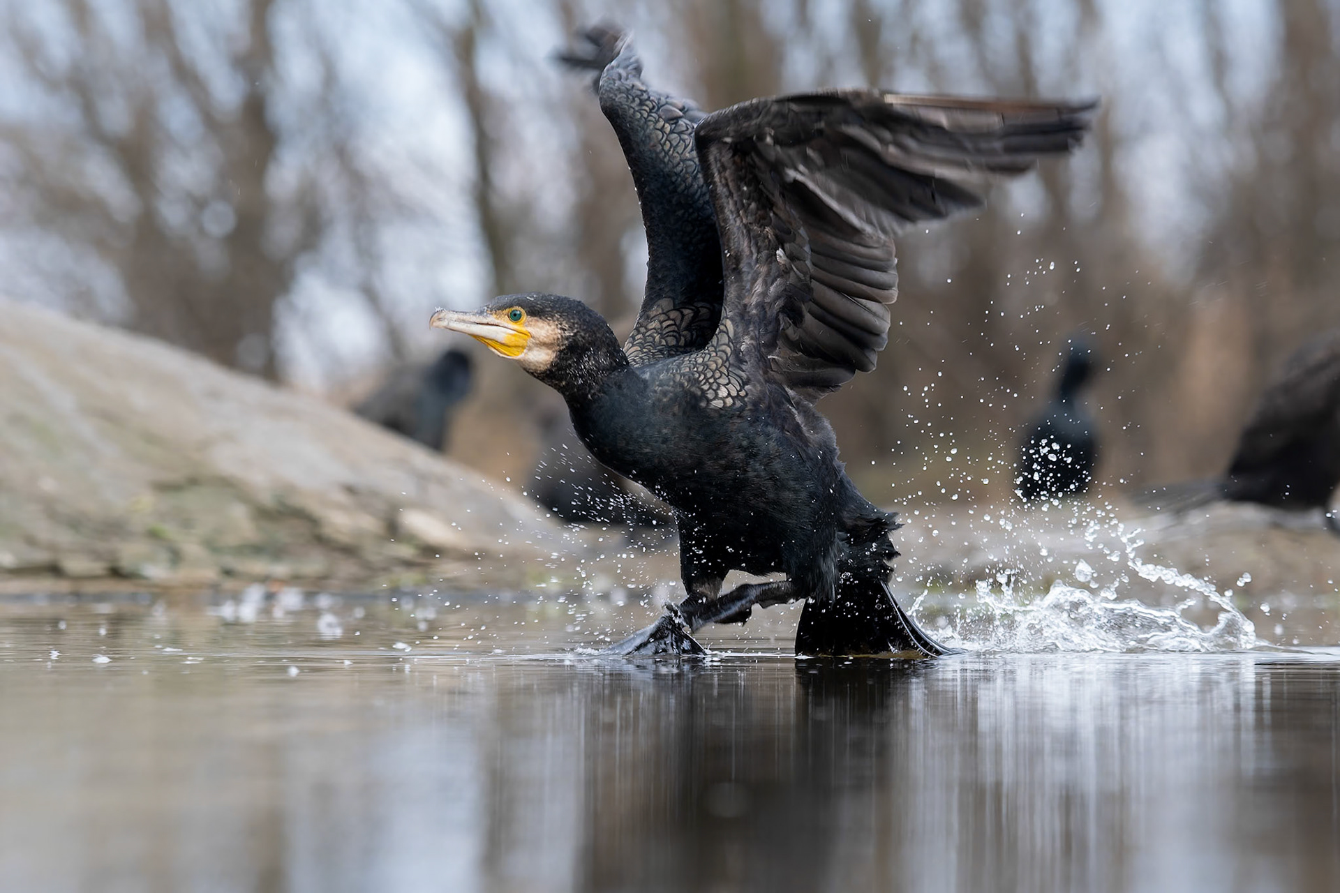 Cormorant taking off