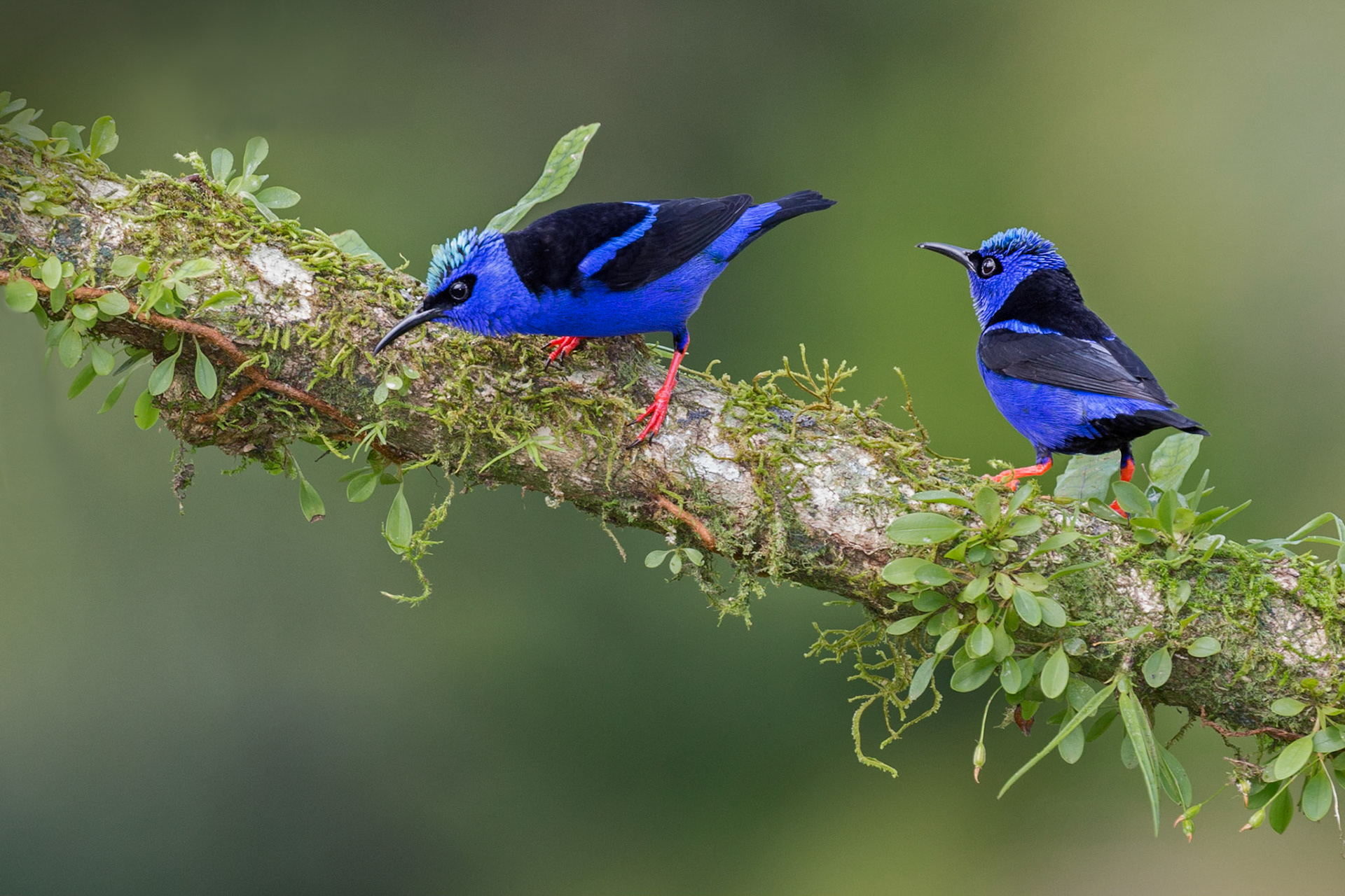 Male Red-legged Honeycreepers