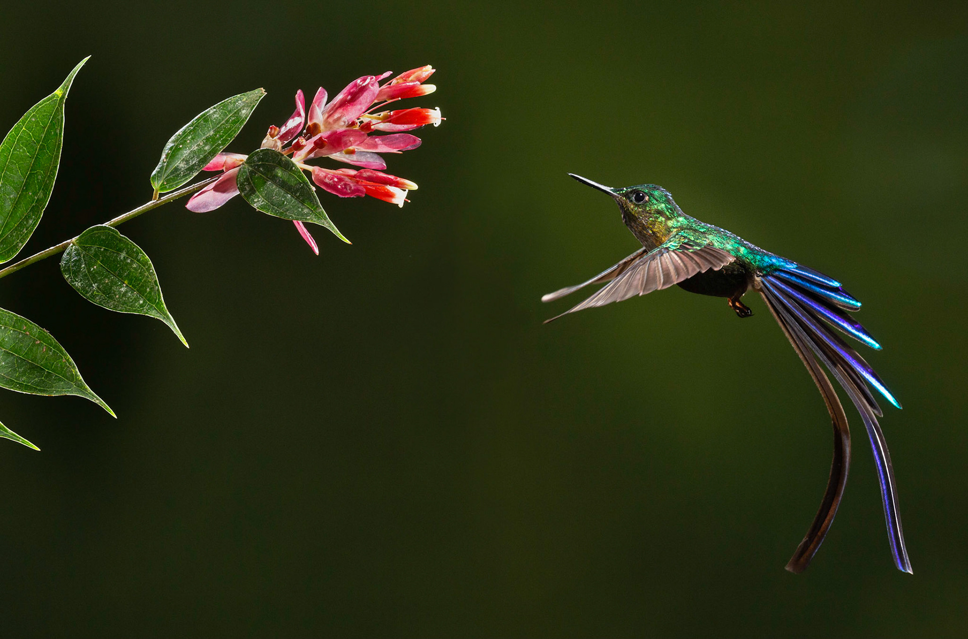 Male Long-tailed Sylth