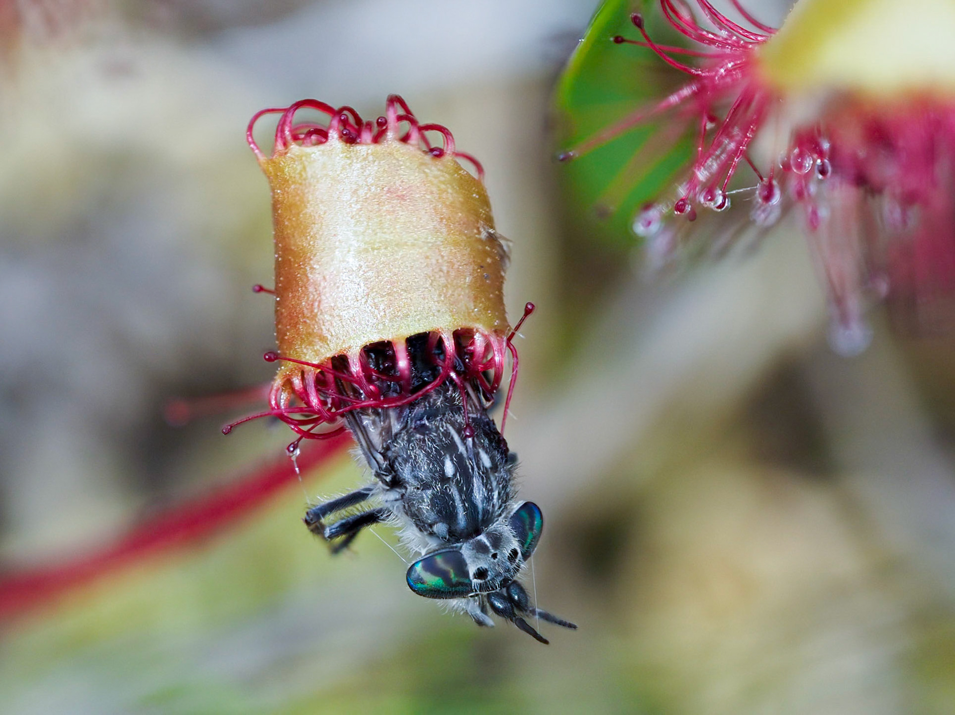 Horse Fly captured by Sundew