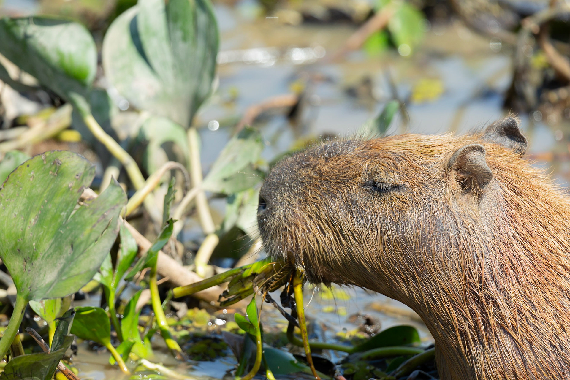 Capybara (Hydrochoerus hydrochaeris)