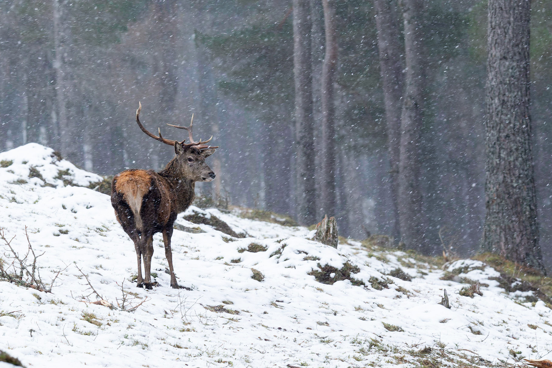 Red Deer Stag in snow