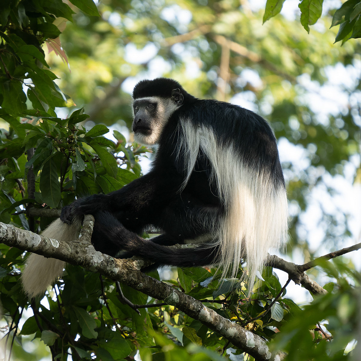 Black and White Colobus or Guereza Monkey