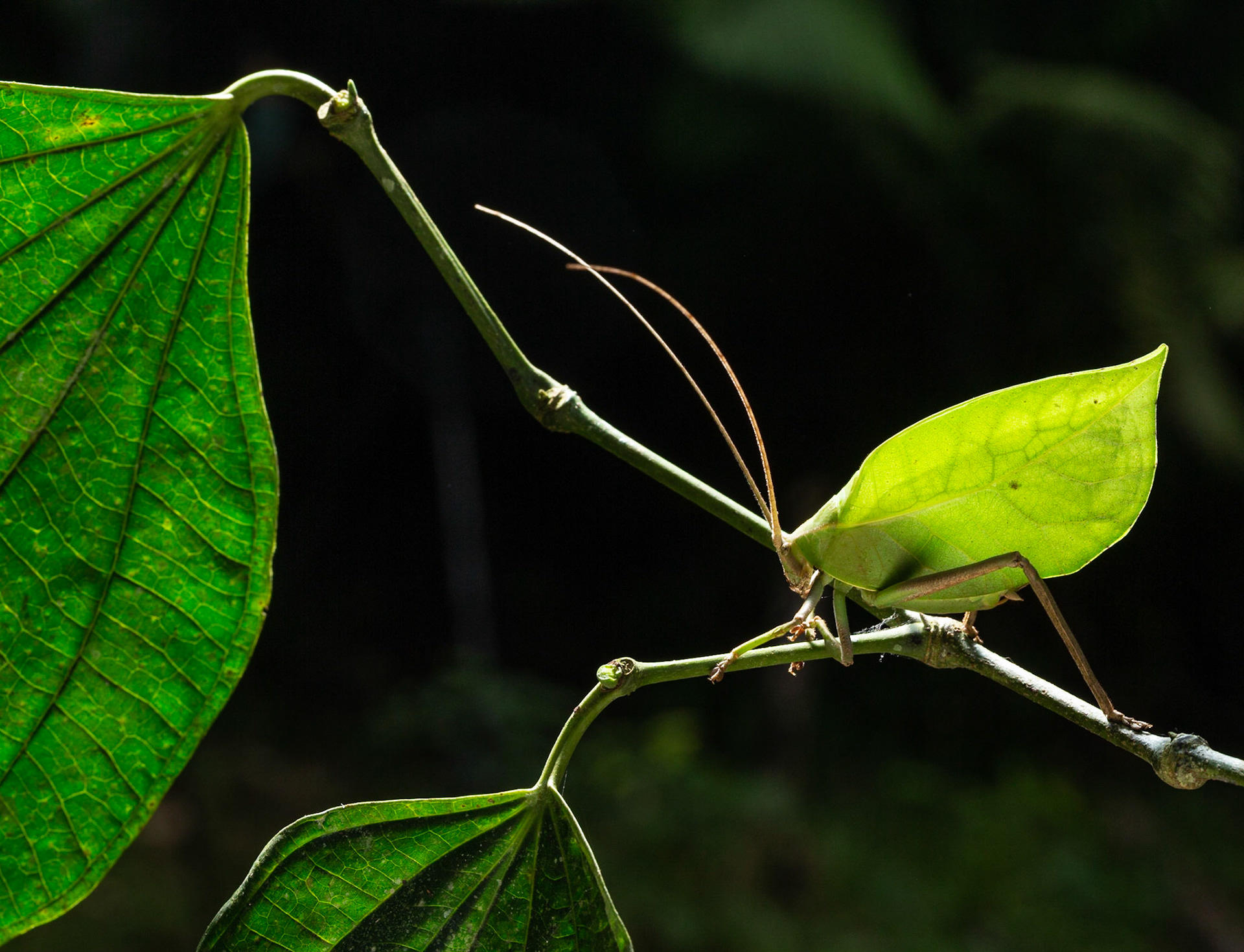 Leaf Mimic Katydid