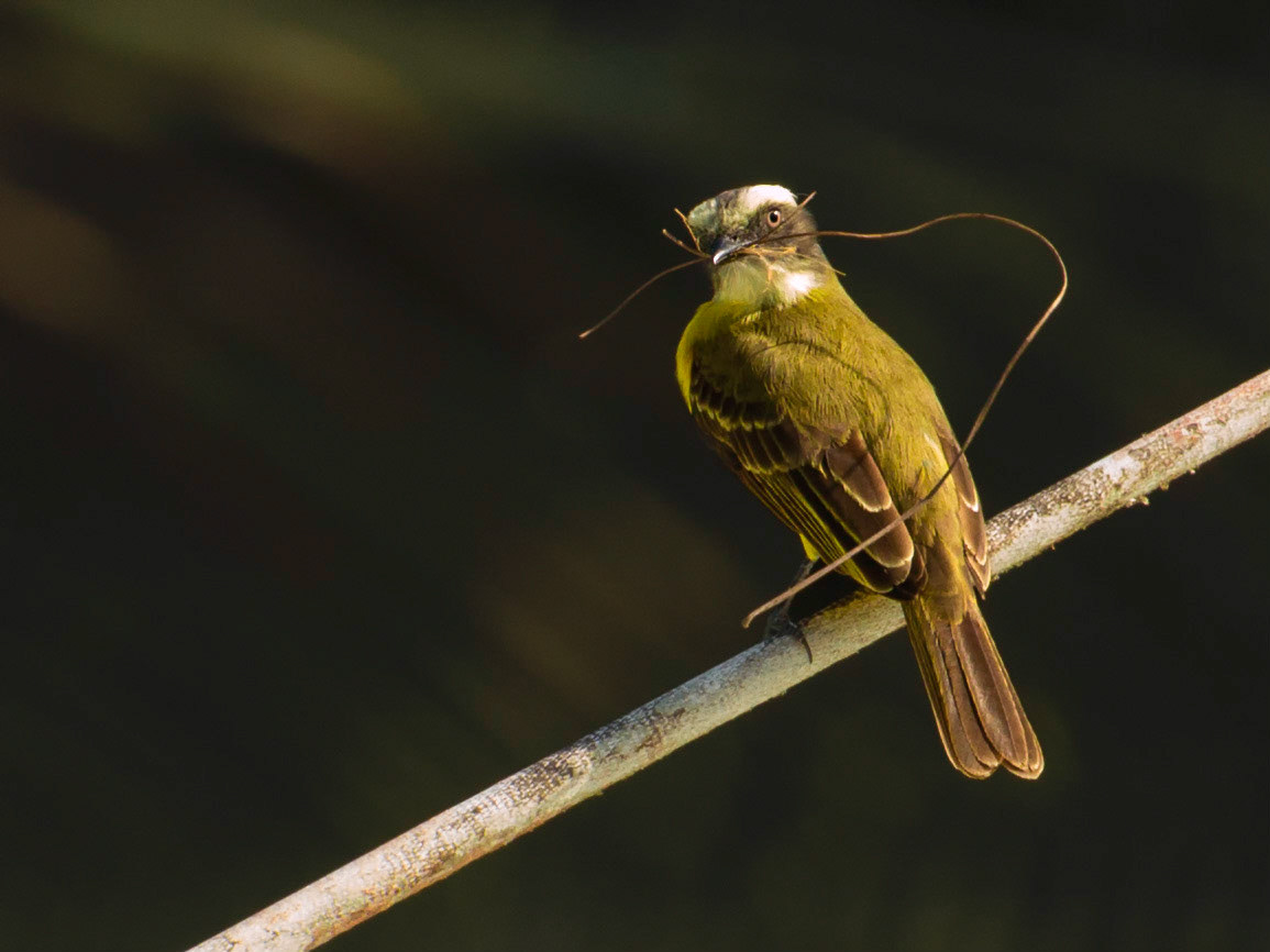 Collecting nesting material