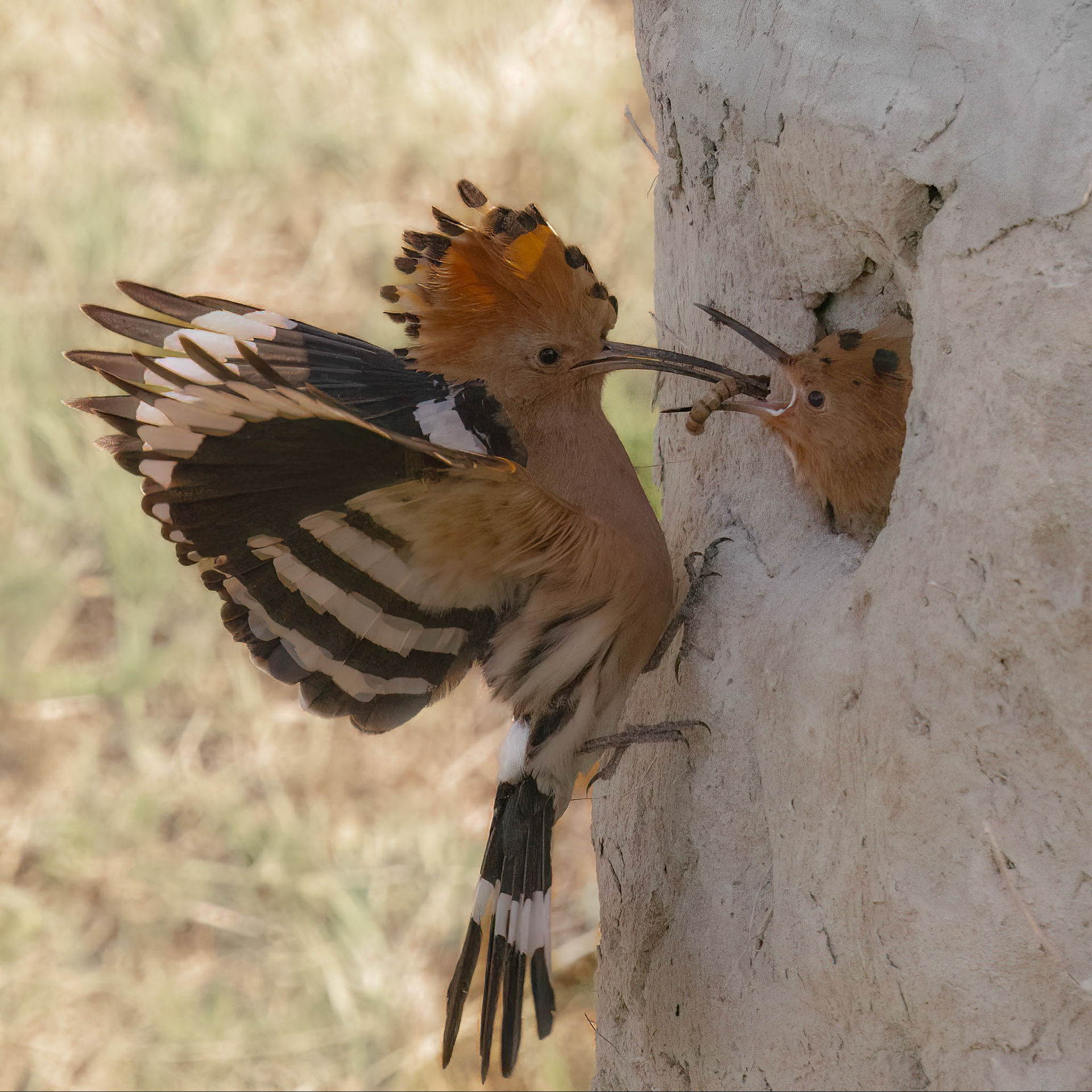 Hoopoe feeding young