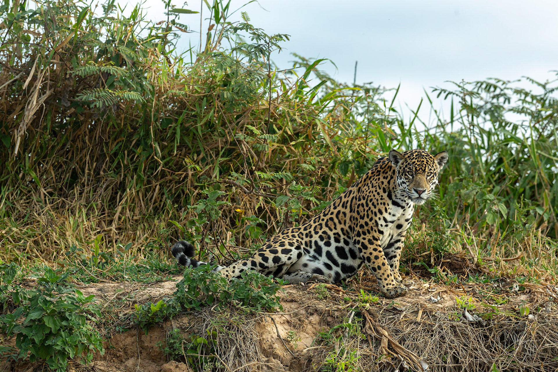 Jaguar (Panthera onca)