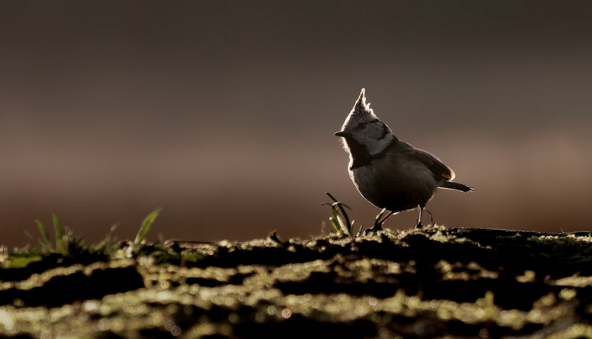 Crested Tit at Sunrise