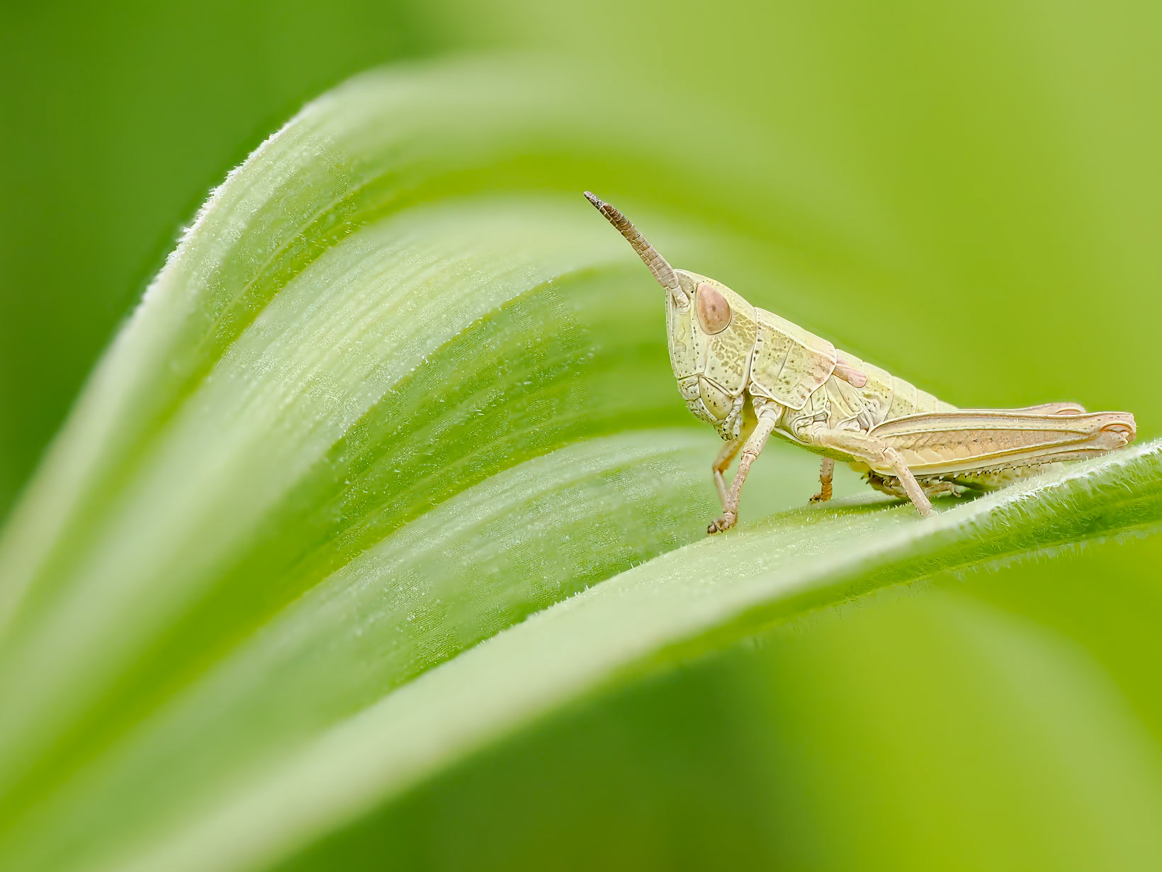Grasshopper
