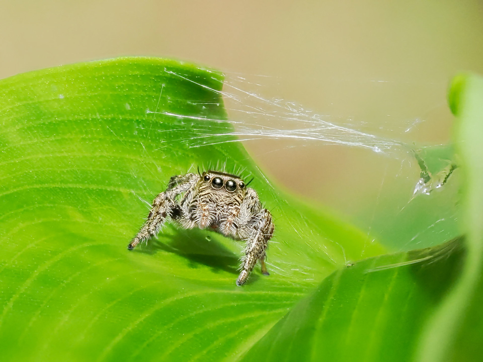 Jumping Spider