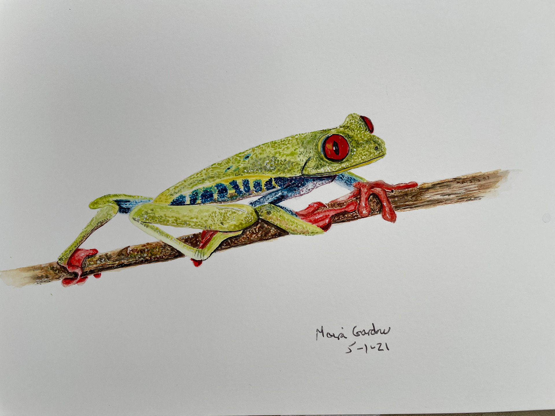 Red Eyed Tree Frog