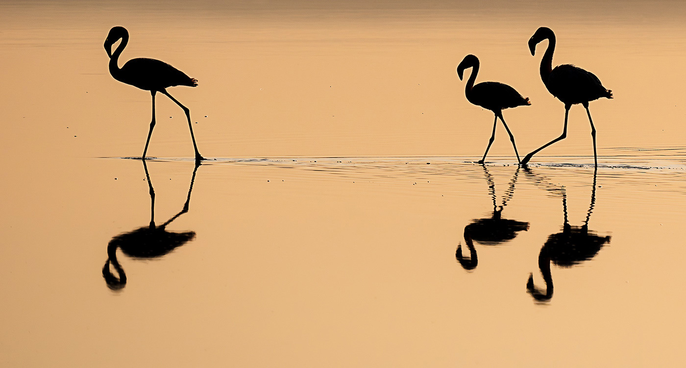 Three Flamingoes