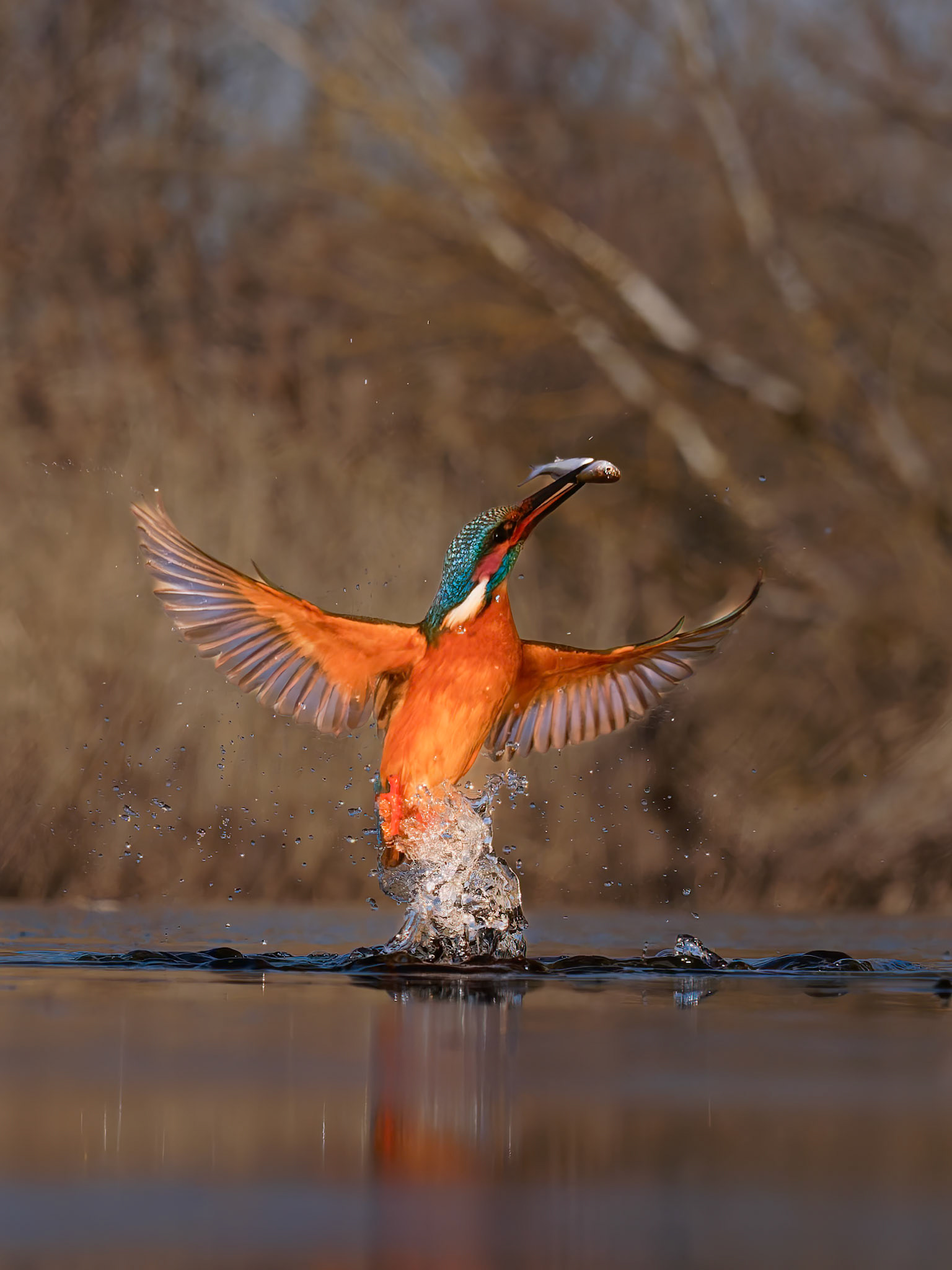 Common Kingfisher