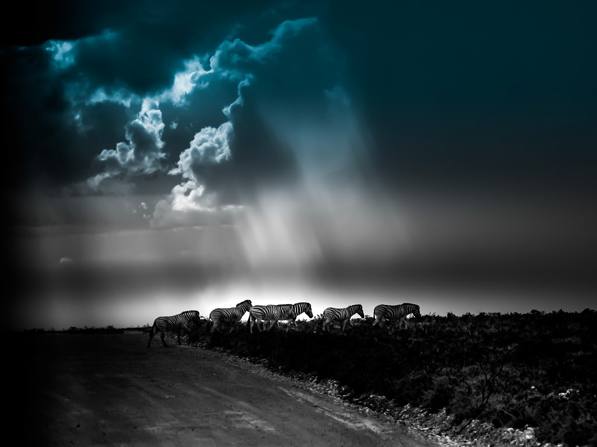 Zebra with Storm brewing