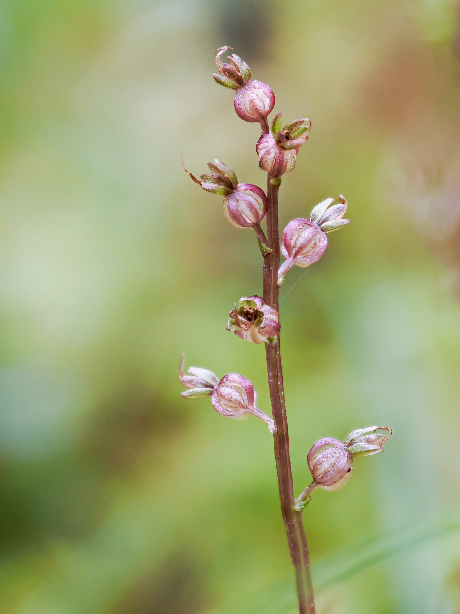 Lesser Twayblade