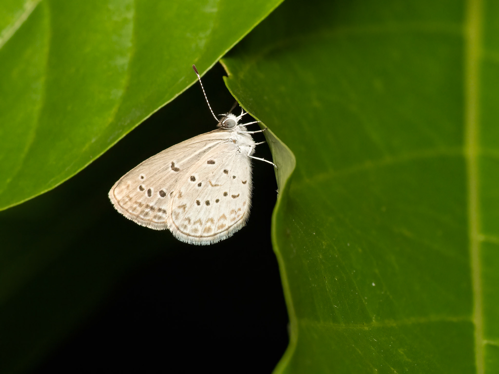 Night Roosting Butterfly